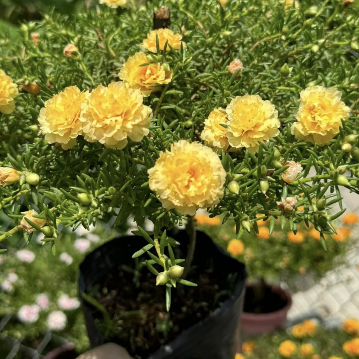 Moss Rose (Portulaca Grandiflora Sundial Peach) Seeds, 30 seeds