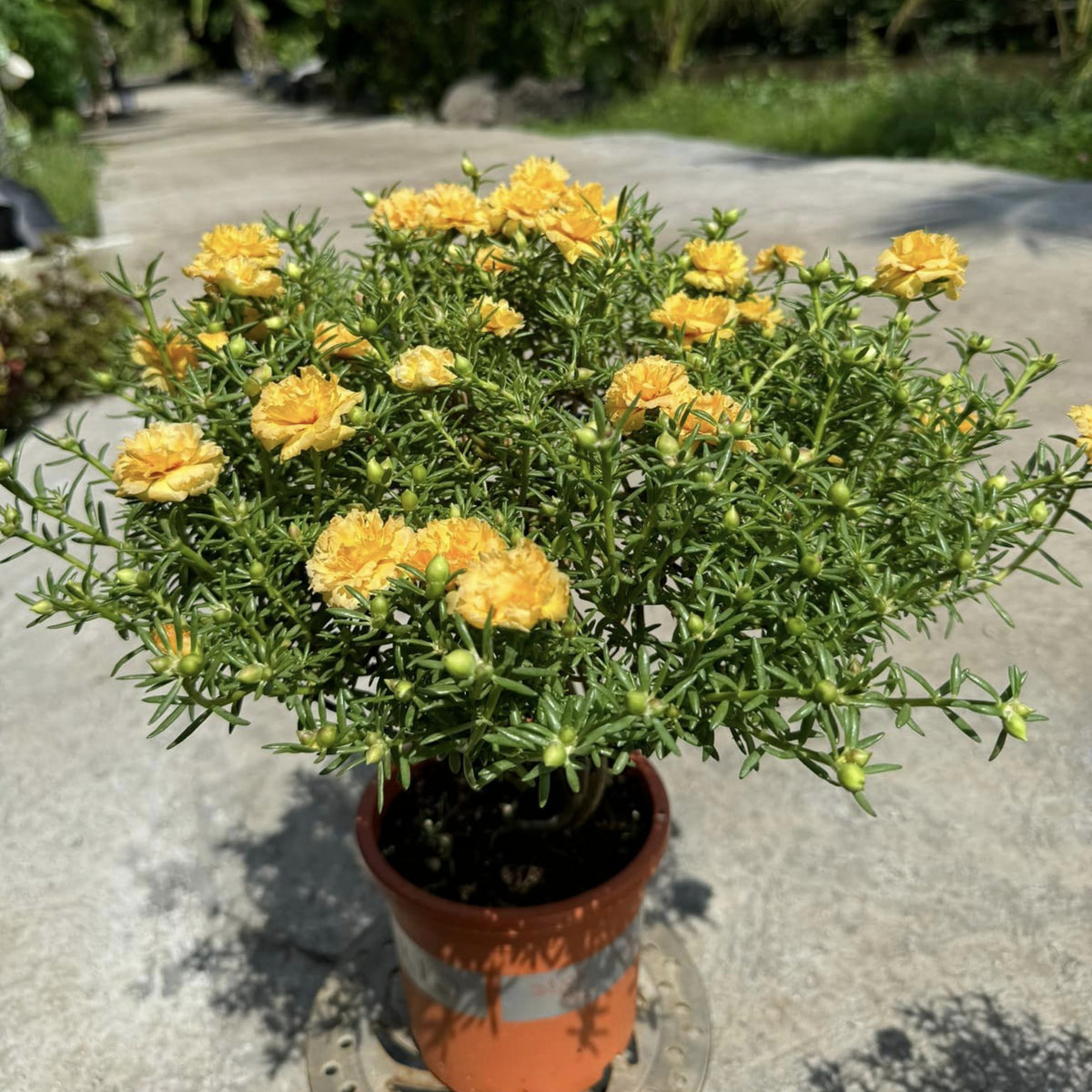 Moss Rose (Portulaca Grandiflora Sundial Peach) Seeds, 30 seeds
