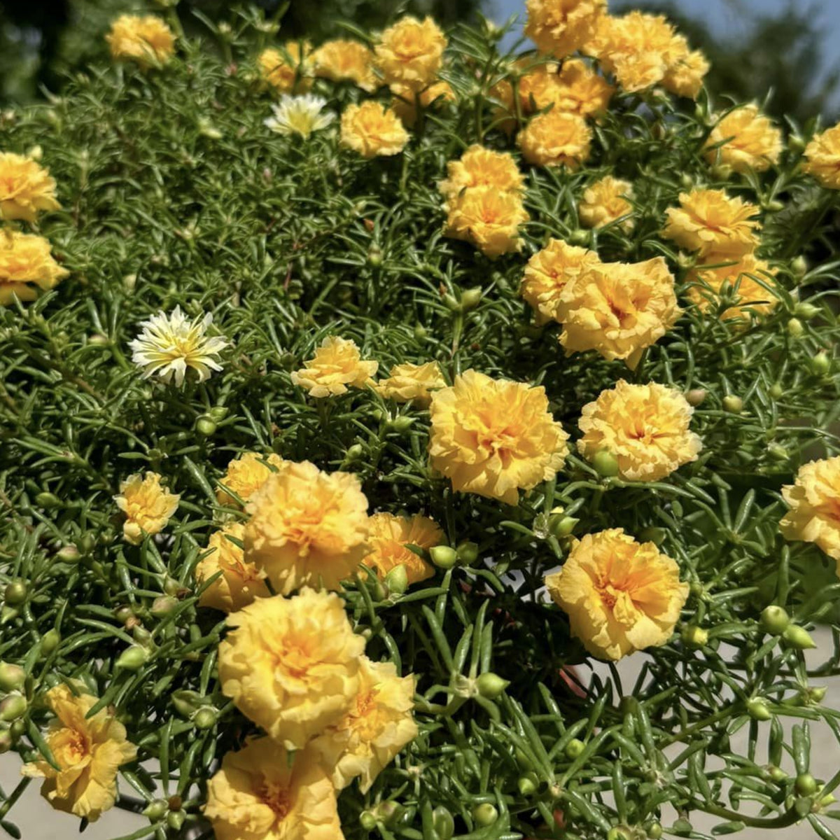 Moss Rose (Portulaca Grandiflora Sundial Peach) Seeds, 30 seeds