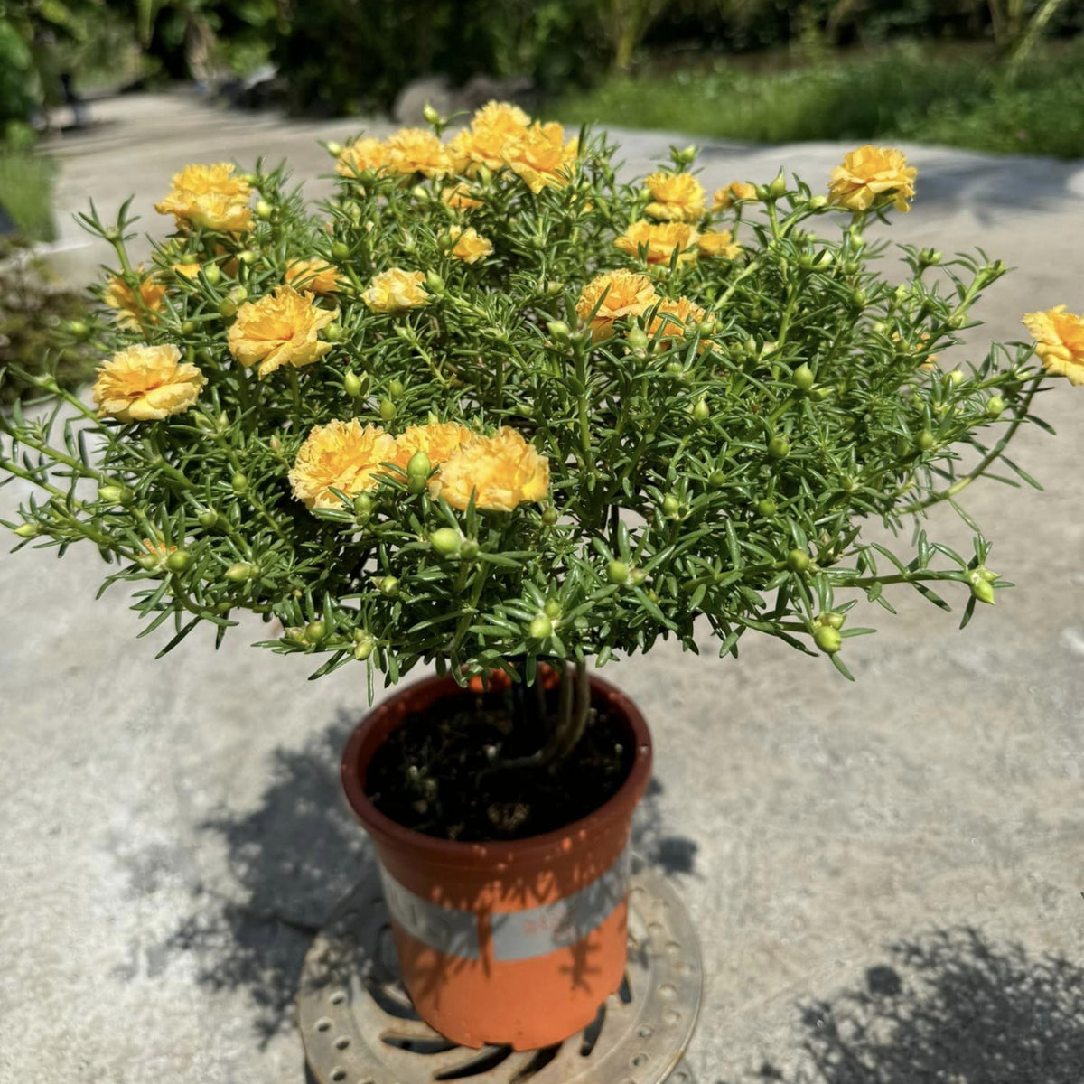 Moss Rose (Portulaca Grandiflora Sundial Peach) Seeds, 30 seeds