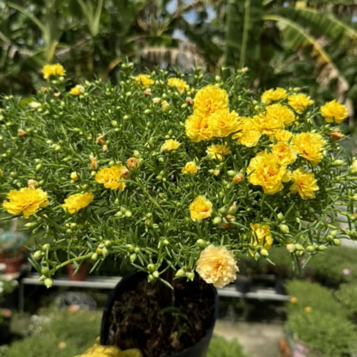 Moss Rose (Portulaca Grandiflora Sundial Peach) Seeds, 30 seeds