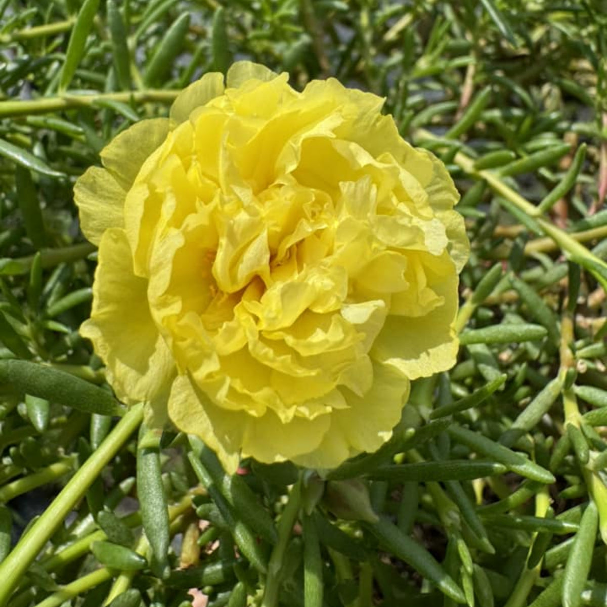 Moss Rose (Portulaca Grandiflora Sundial Peach) Seeds, 30 seeds