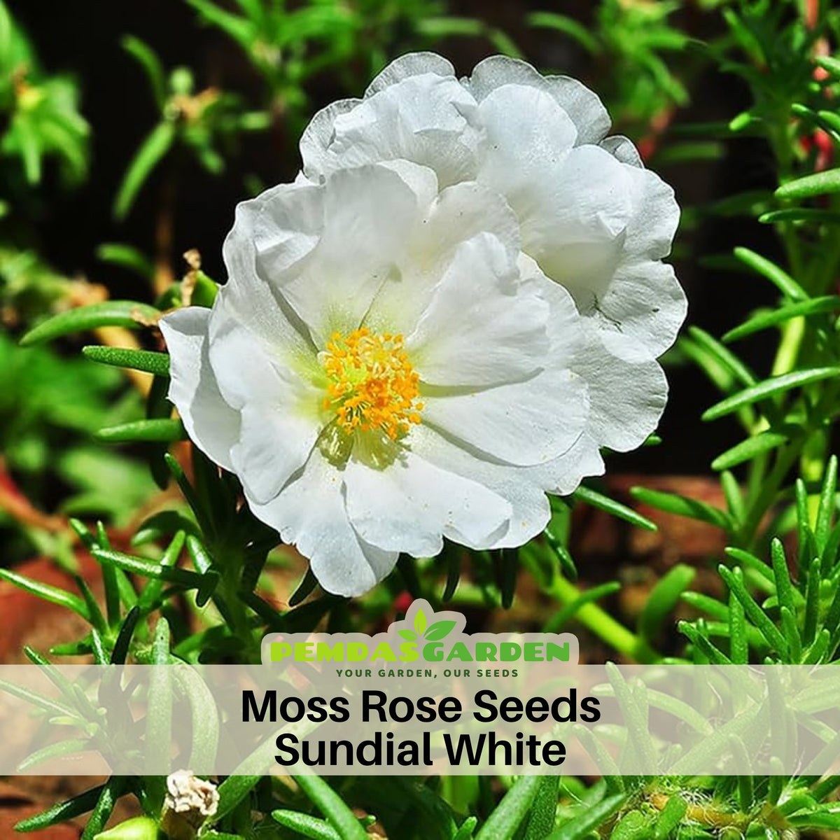 Sundial White Portulaca Seeds - Moss Rose Seeds, 30 seeds