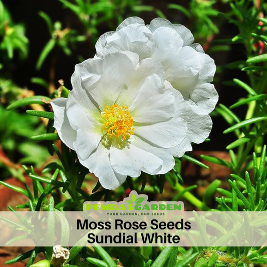 Sundial White Portulaca Seeds - Moss Rose Seeds, 30 seeds