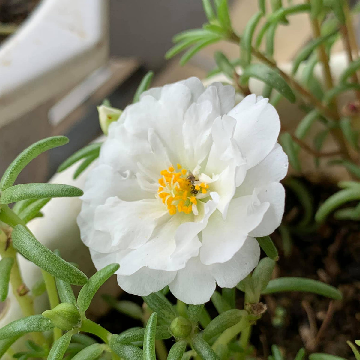 Sundial White Portulaca Seeds - Moss Rose Seeds, 30 seeds