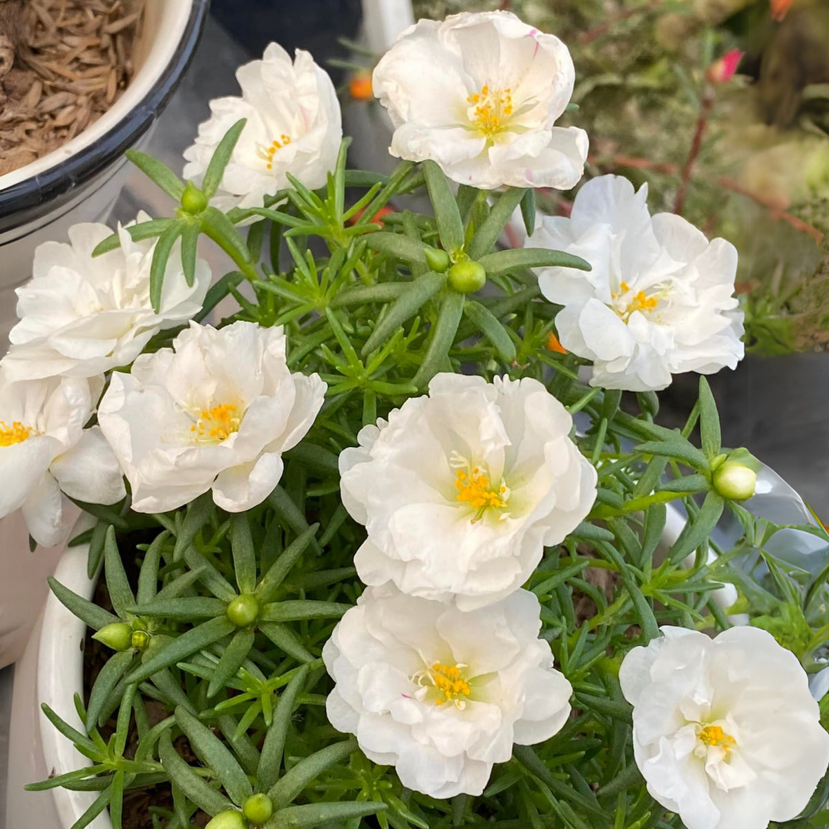 Sundial White Portulaca Seeds - Moss Rose Seeds, 30 seeds