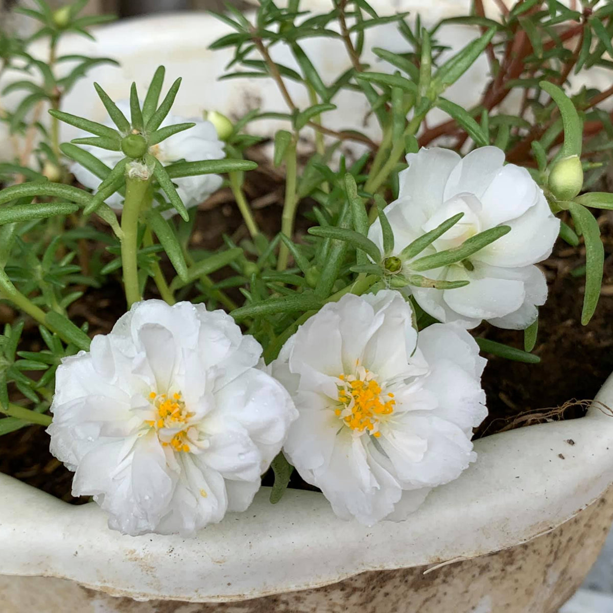 Sundial White Portulaca Seeds - Moss Rose Seeds, 30 seeds