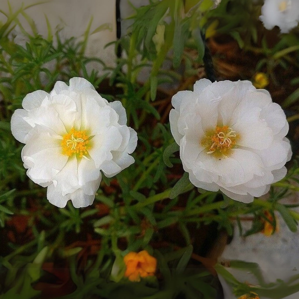 Sundial White Portulaca Seeds - Moss Rose Seeds, 30 seeds