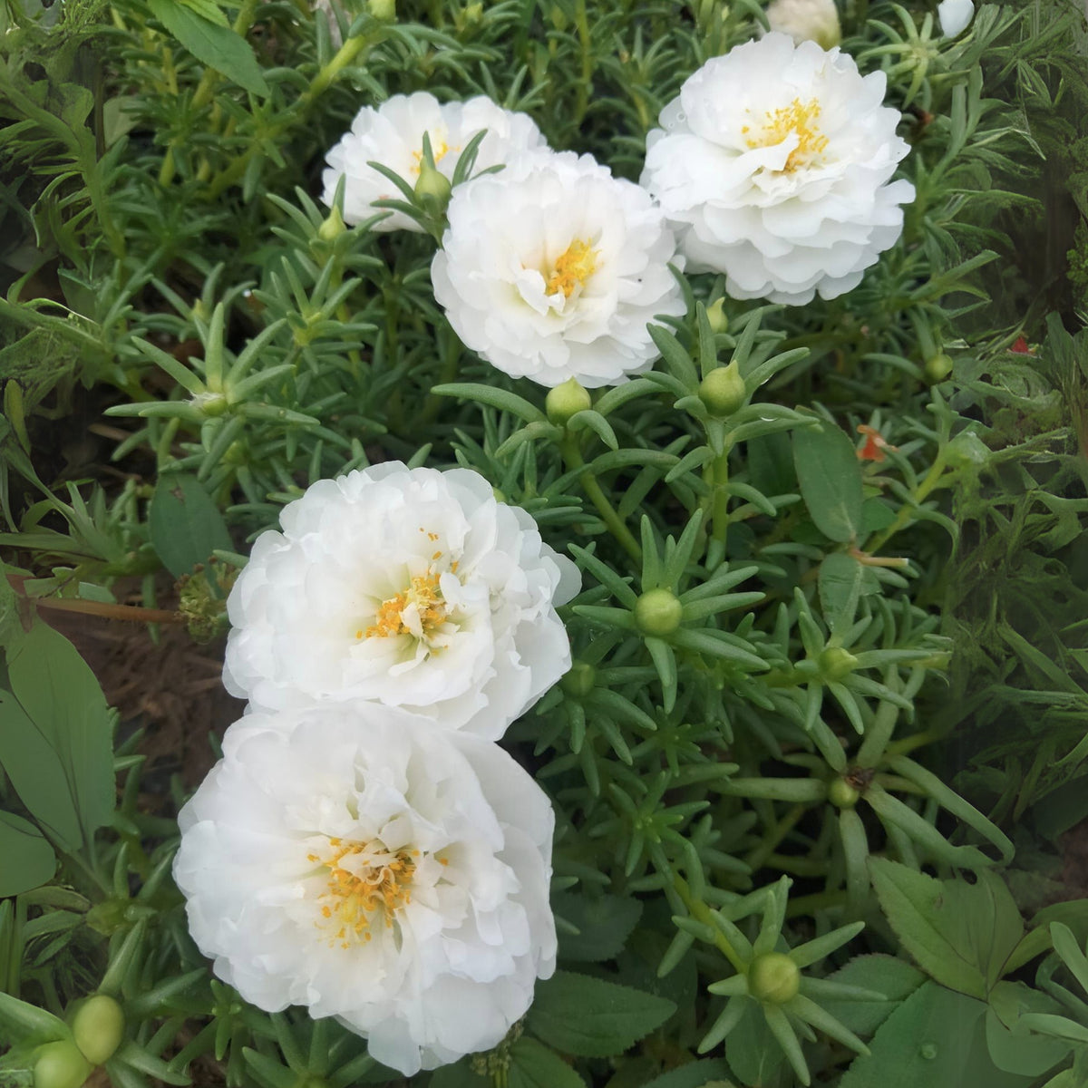 Sundial White Portulaca Seeds - Moss Rose Seeds, 30 seeds