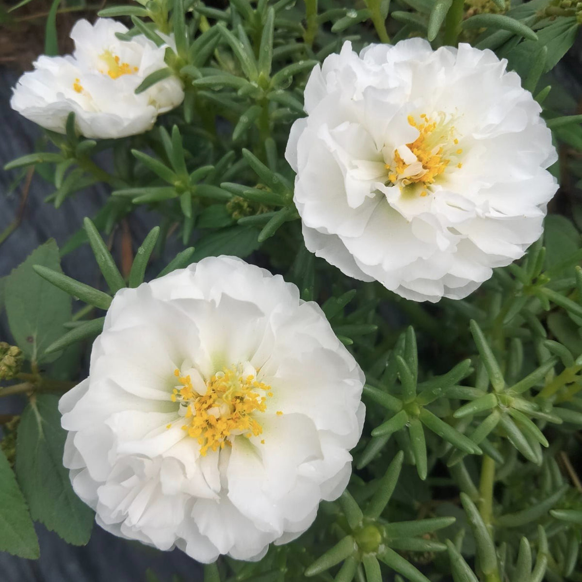 Sundial White Portulaca Seeds - Moss Rose Seeds, 30 seeds