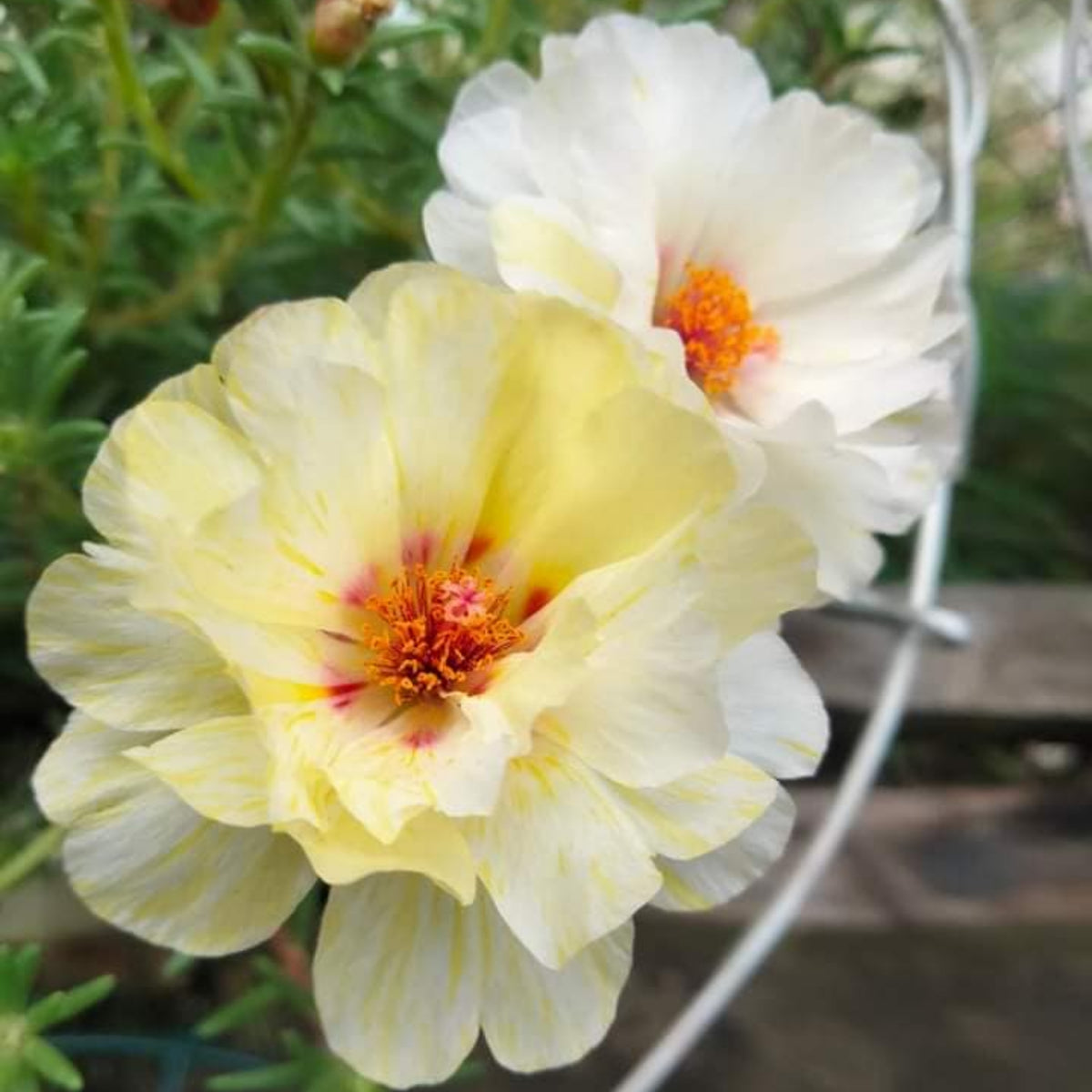Sundial White Portulaca Seeds - Moss Rose Seeds, 30 seeds