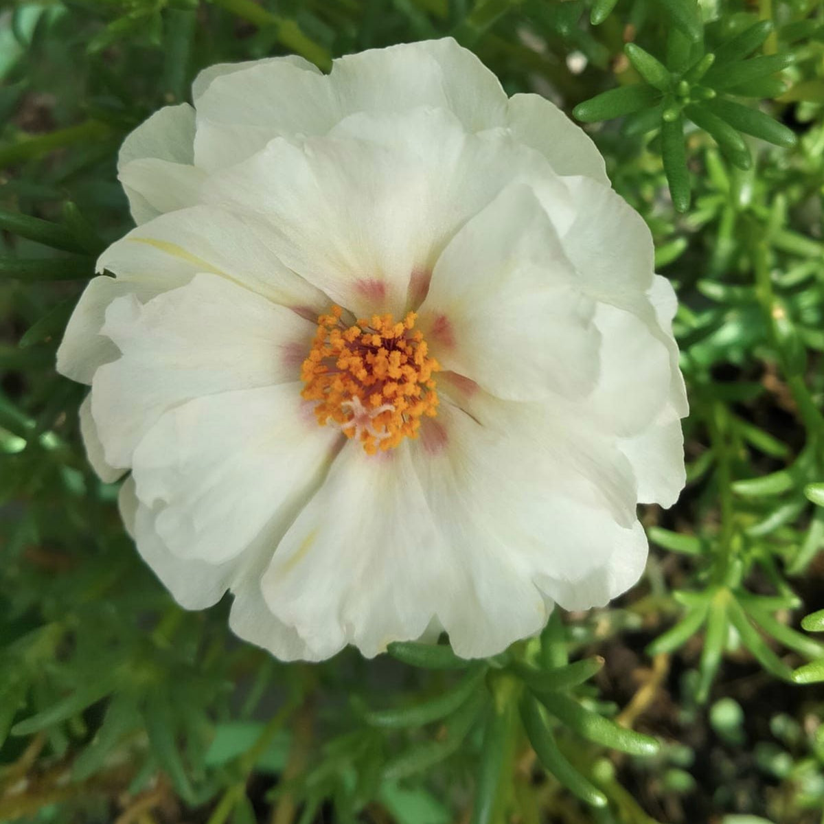 Sundial White Portulaca Seeds - Moss Rose Seeds, 30 seeds
