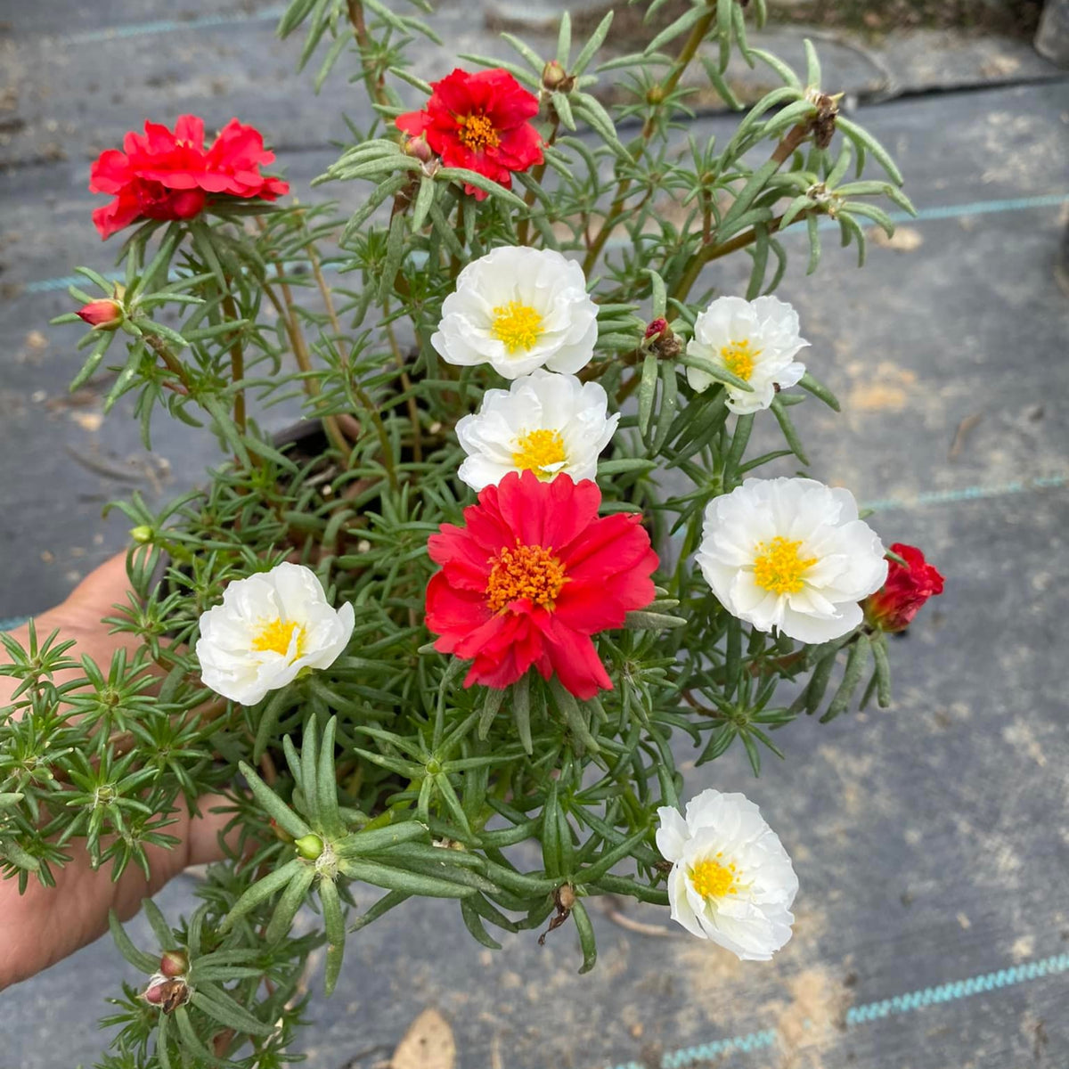 Sundial White Portulaca Seeds - Moss Rose Seeds, 30 seeds