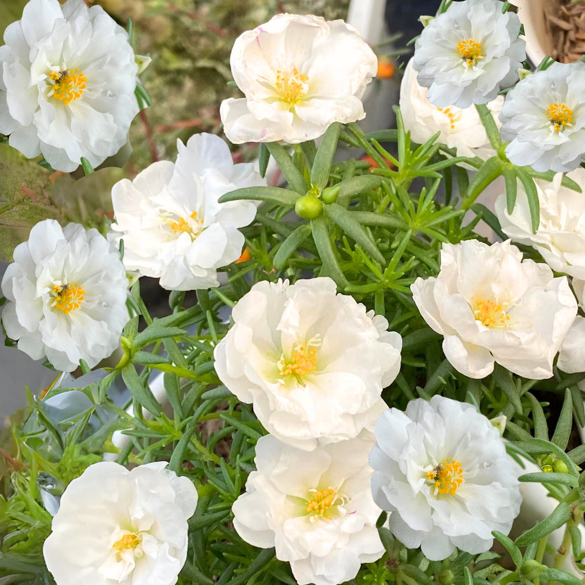 Sundial White Portulaca Seeds - Moss Rose Seeds, 30 seeds