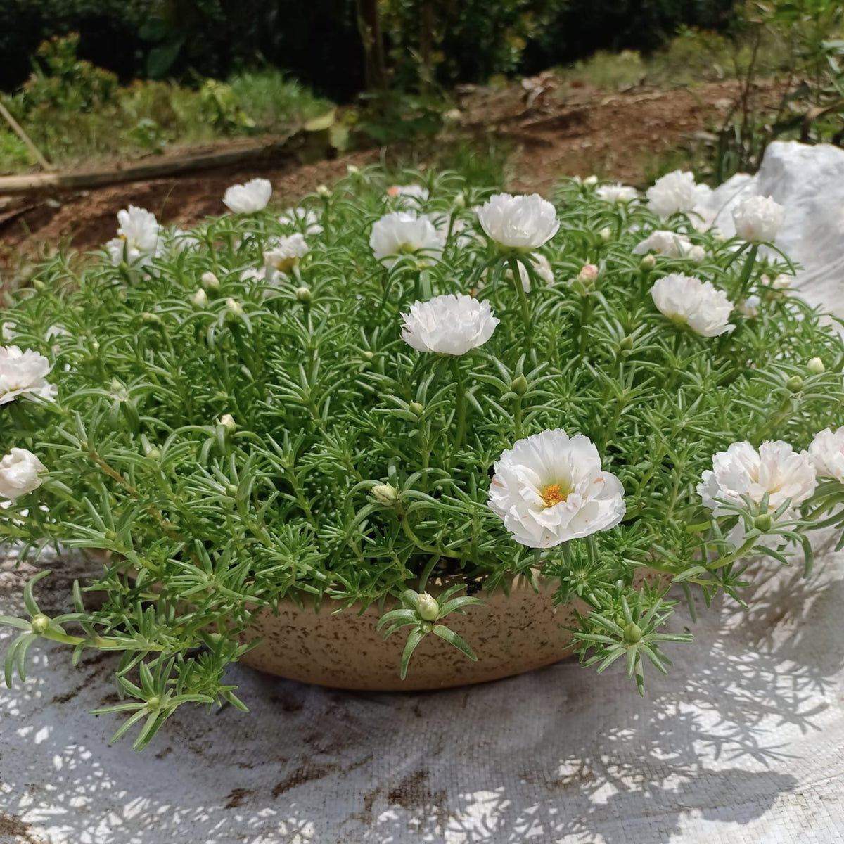 Sundial White Portulaca Seeds - Moss Rose Seeds, 30 seeds
