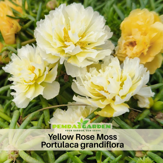 Yellow Rose Moss Portulaca Grandiflora Seeds, 30 seeds