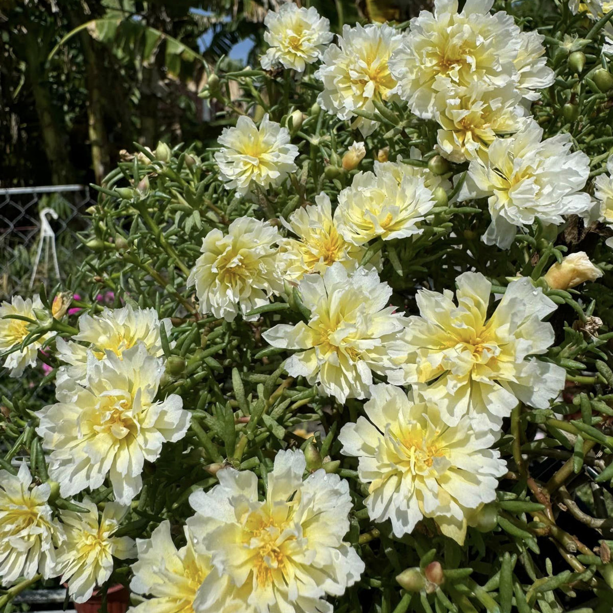 Yellow Rose Moss Portulaca Grandiflora Seeds, 30 seeds