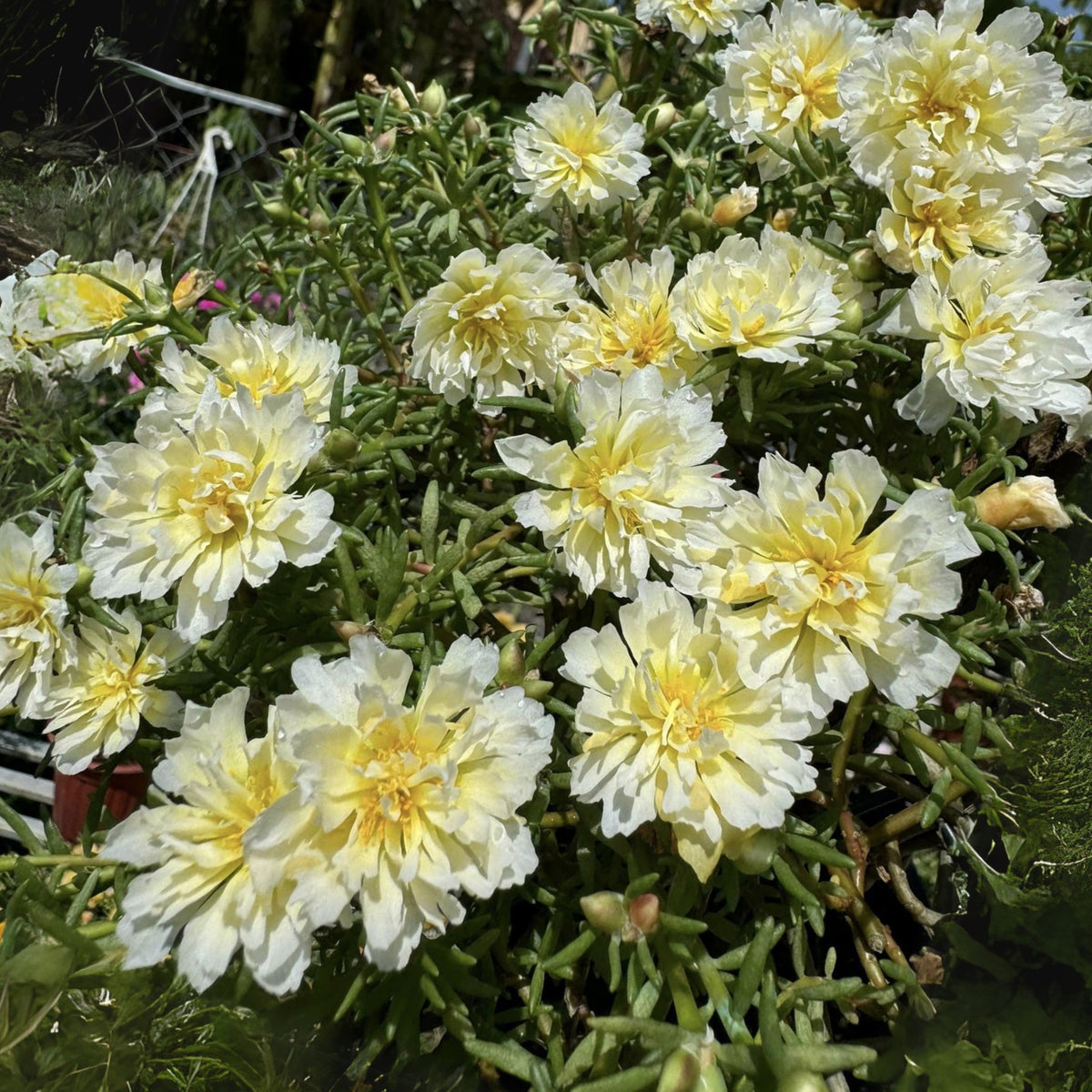 Yellow Rose Moss Portulaca Grandiflora Seeds, 30 seeds