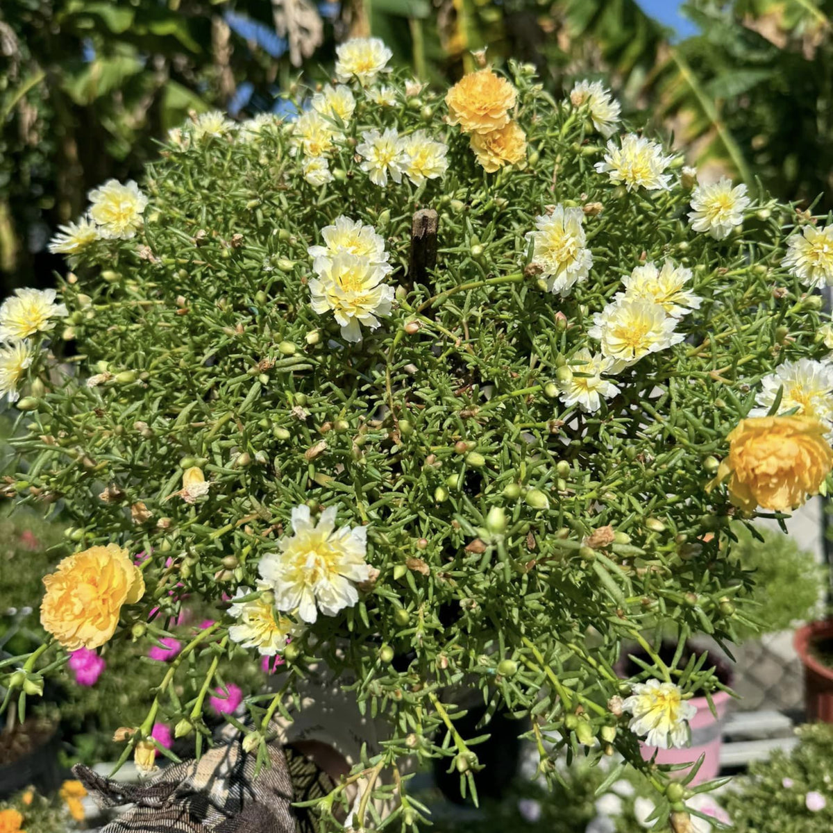 Yellow Rose Moss Portulaca Grandiflora Seeds, 30 seeds