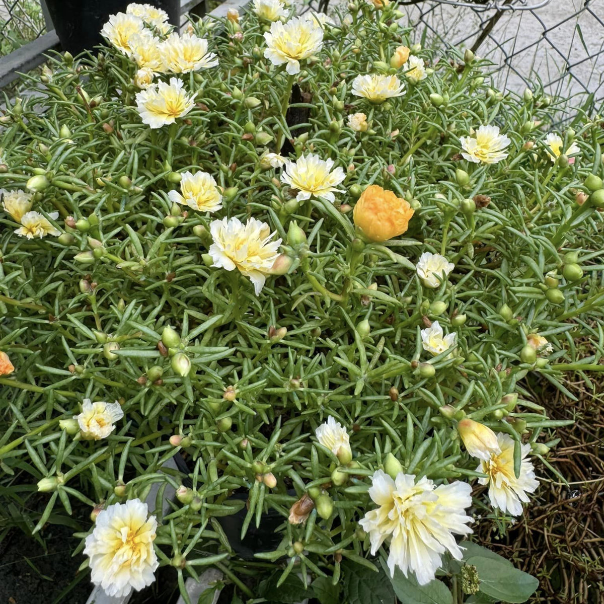 Yellow Rose Moss Portulaca Grandiflora Seeds, 30 seeds