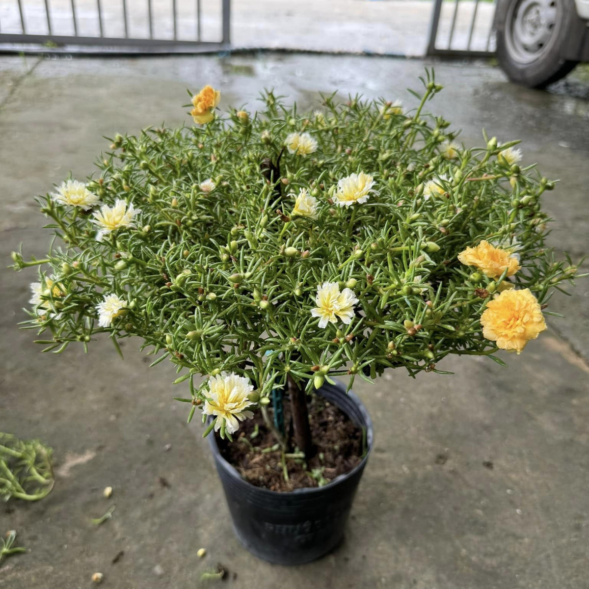 Yellow Rose Moss Portulaca Grandiflora Seeds, 30 seeds