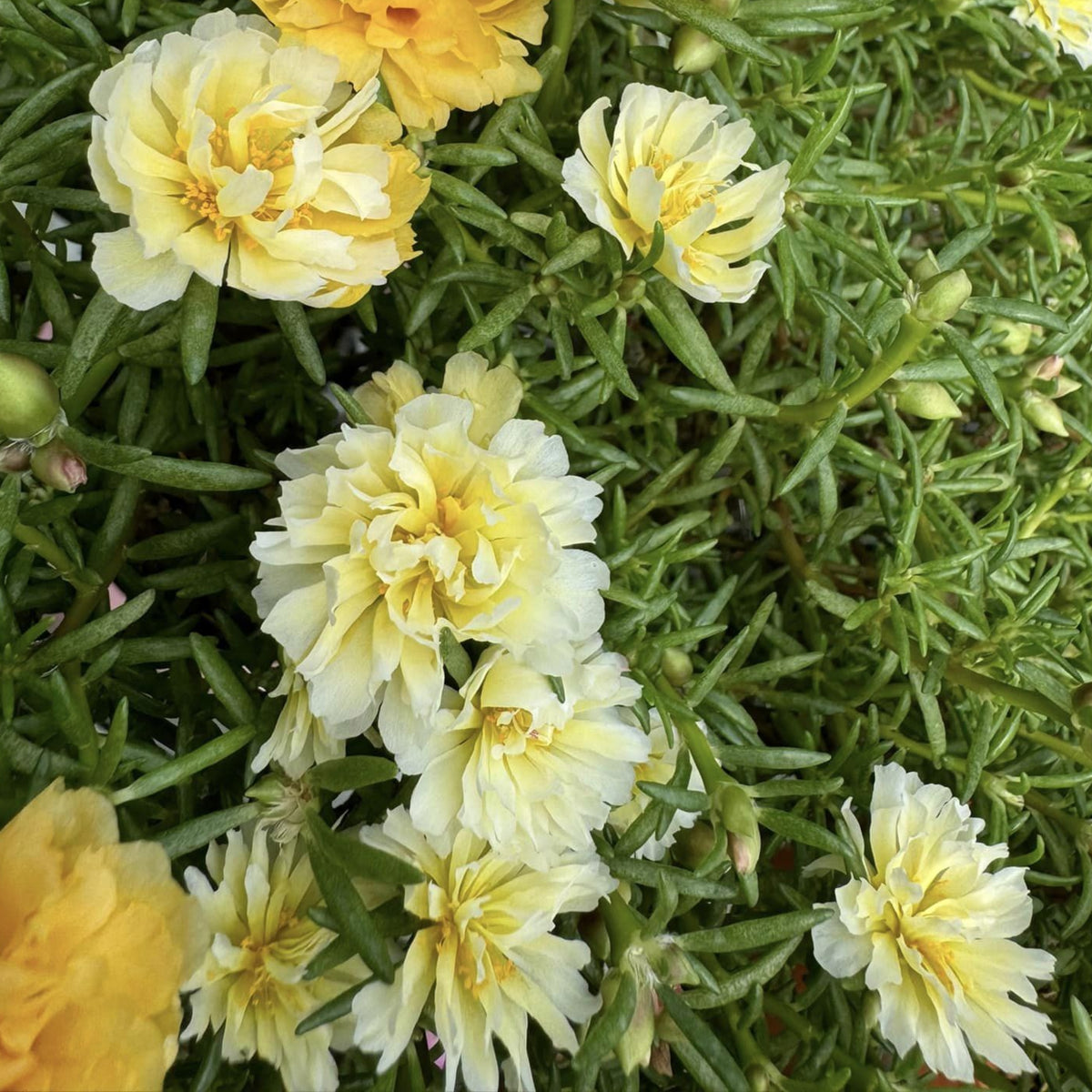 Yellow Rose Moss Portulaca Grandiflora Seeds, 30 seeds