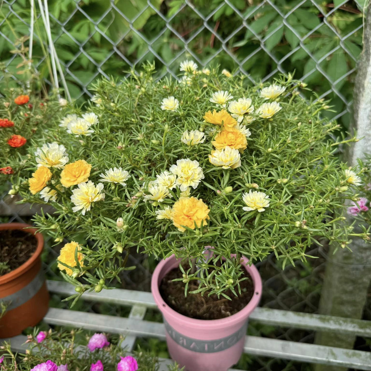 Yellow Rose Moss Portulaca Grandiflora Seeds, 30 seeds
