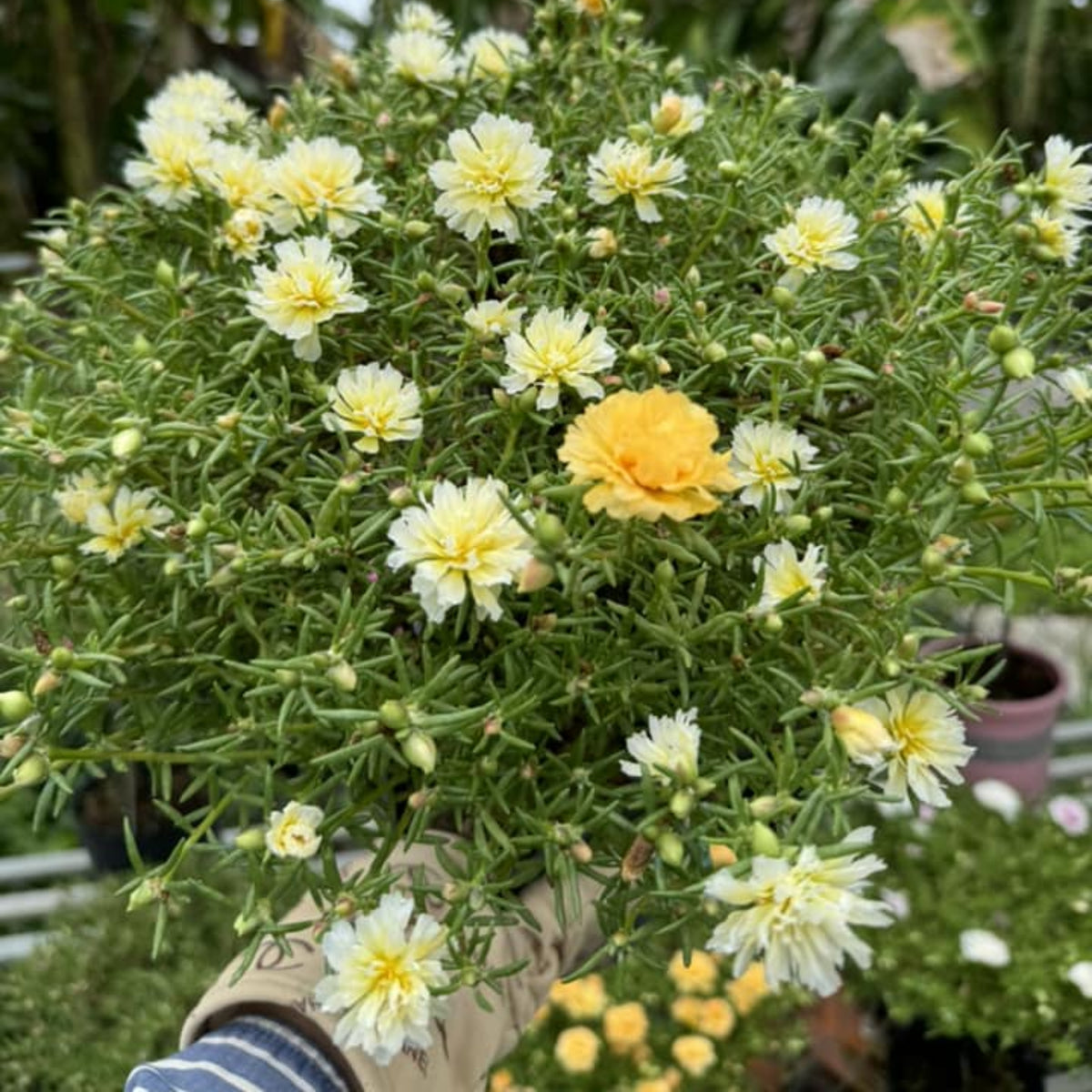 Yellow Rose Moss Portulaca Grandiflora Seeds, 30 seeds