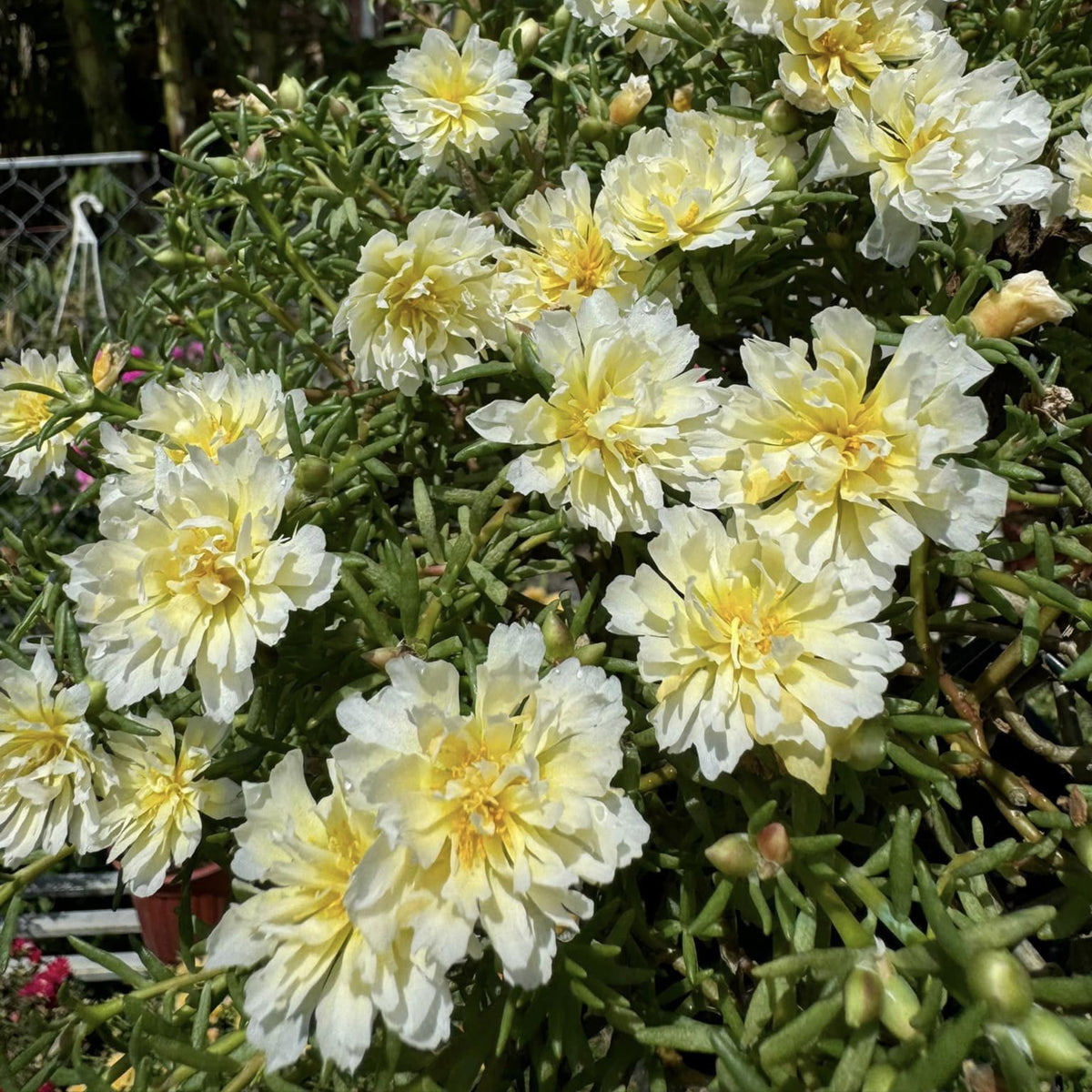 Yellow Rose Moss Portulaca Grandiflora Seeds, 30 seeds