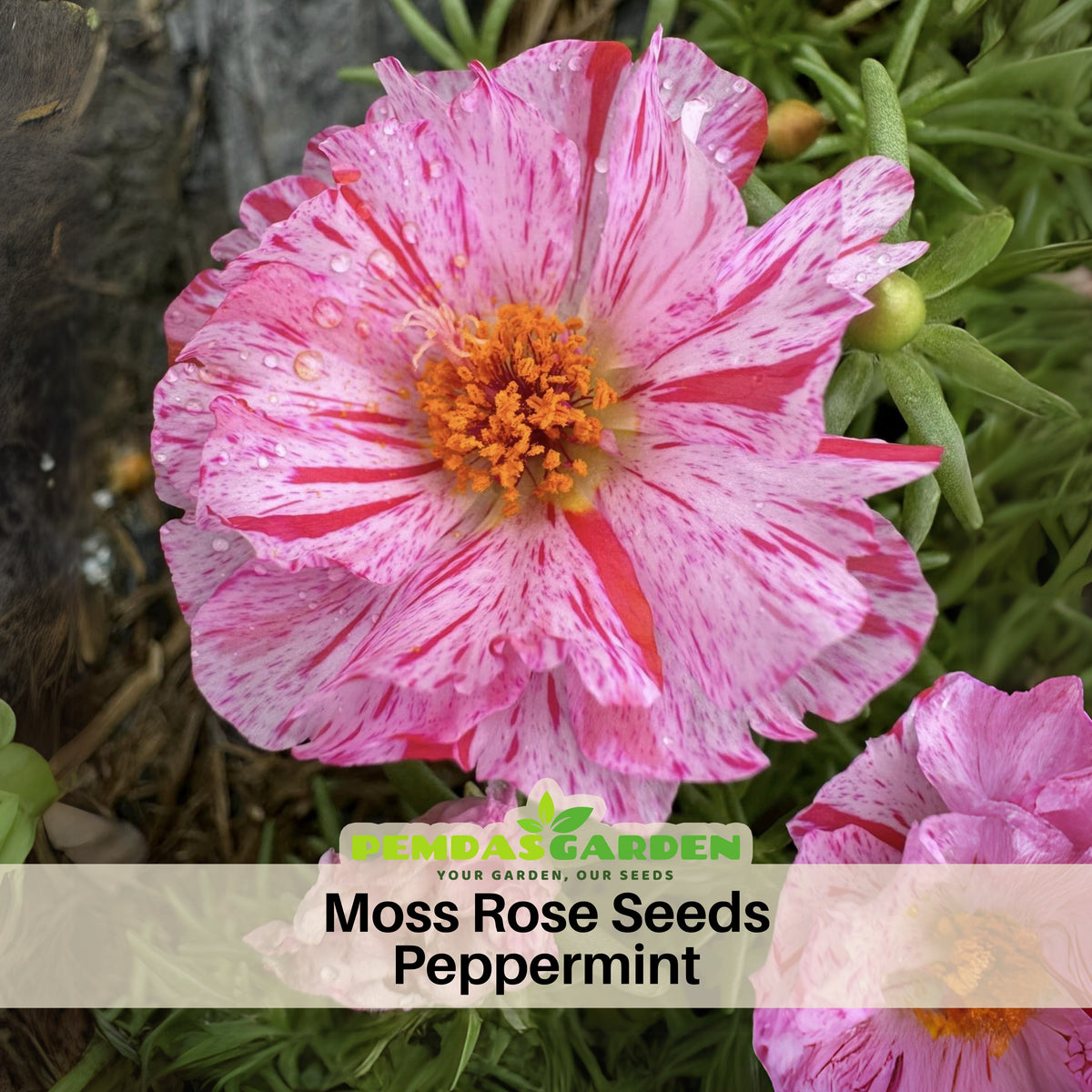 Moss Rose Seeds - Peppermint Seeds, Portulaca Seeds, 30 seeds