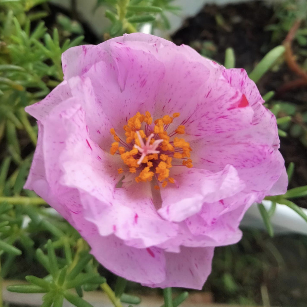 Moss Rose Seeds - Peppermint Seeds, Portulaca Seeds, 30 seeds