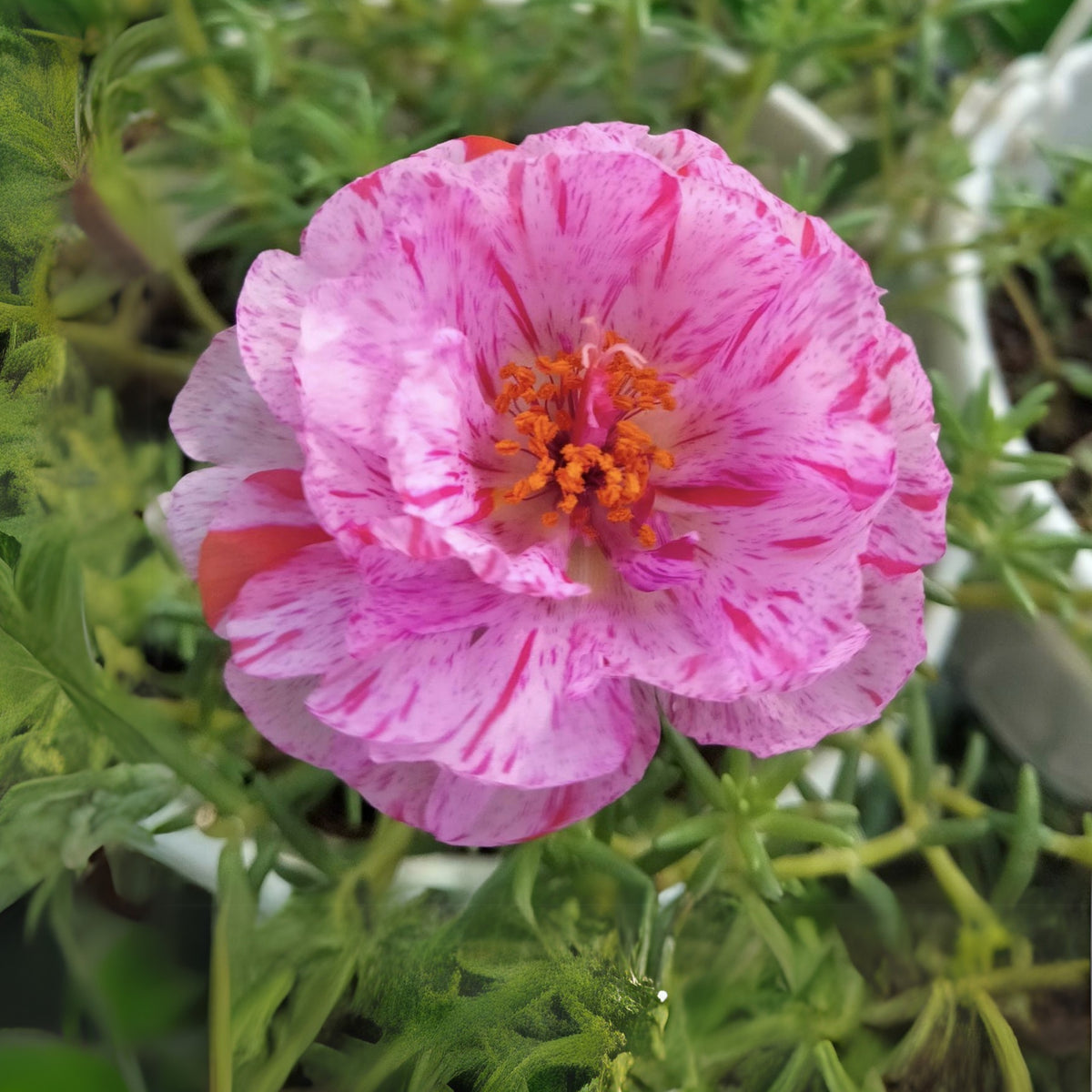 Moss Rose Seeds - Peppermint Seeds, Portulaca Seeds, 30 seeds