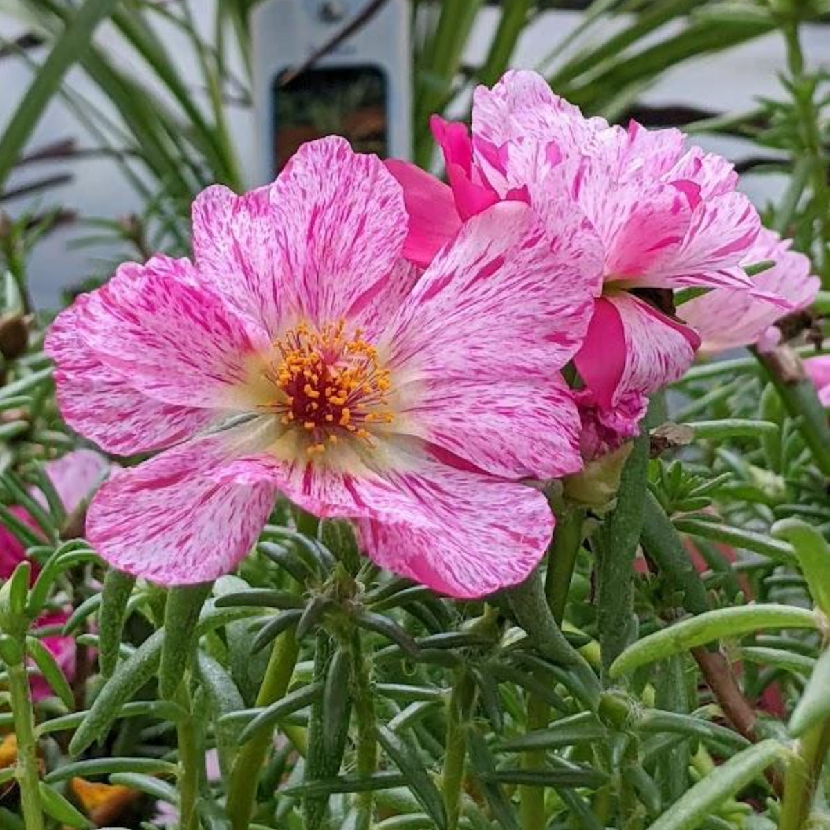Moss Rose Seeds - Peppermint Seeds, Portulaca Seeds, 30 seeds