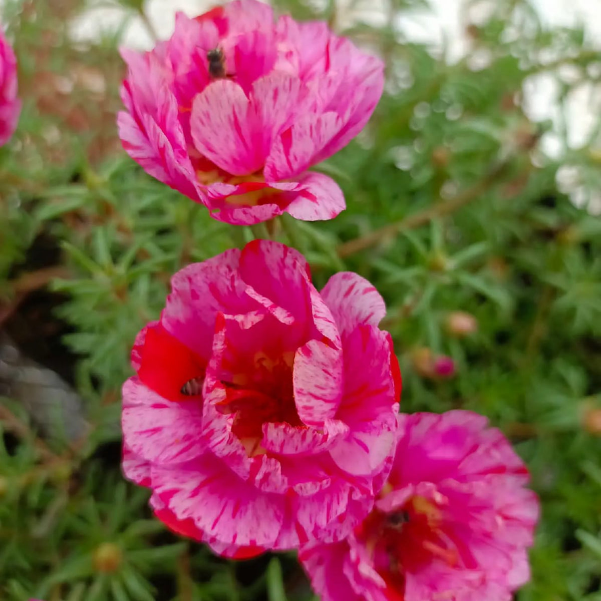 Moss Rose Seeds - Peppermint Seeds, Portulaca Seeds, 30 seeds