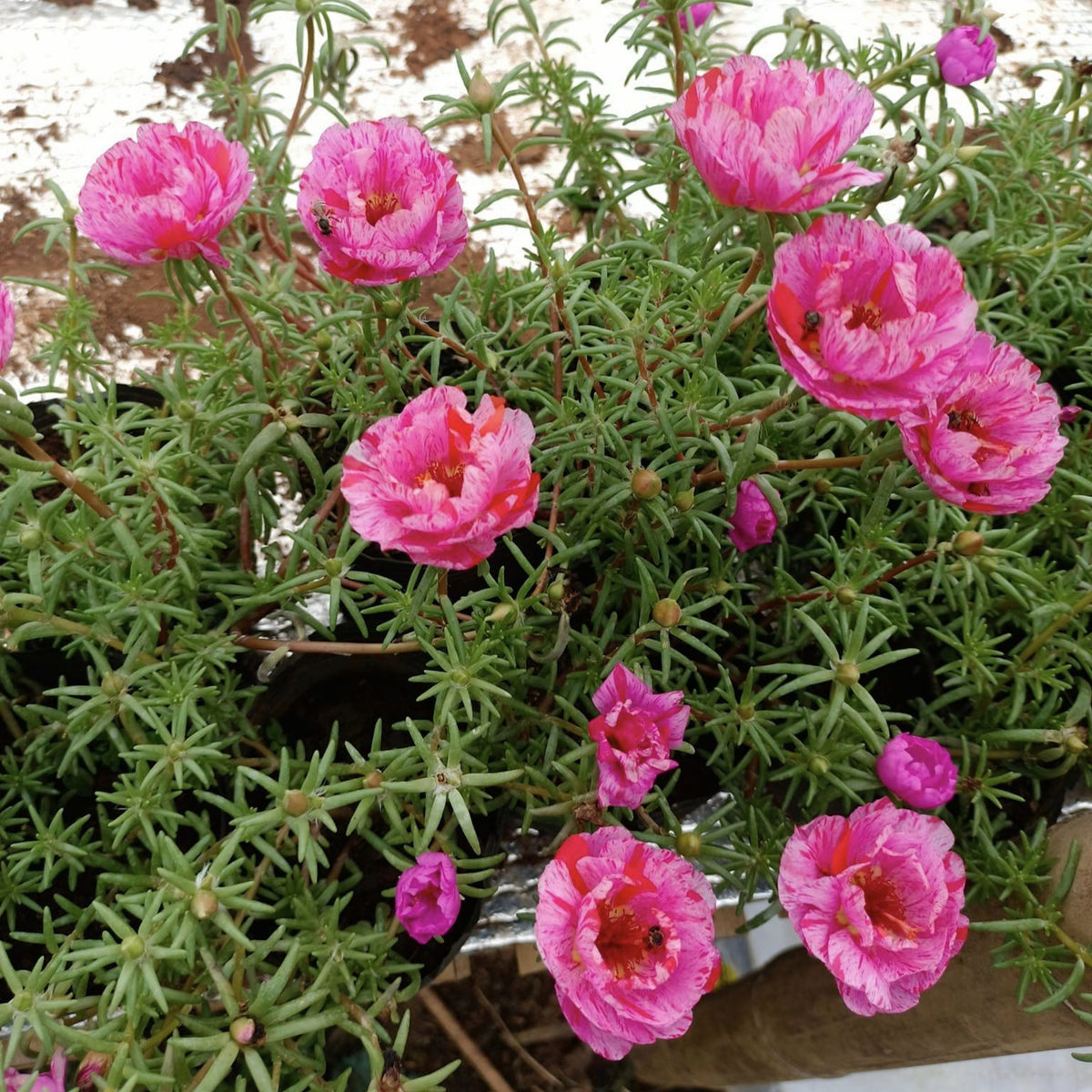 Moss Rose Seeds - Peppermint Seeds, Portulaca Seeds, 30 seeds