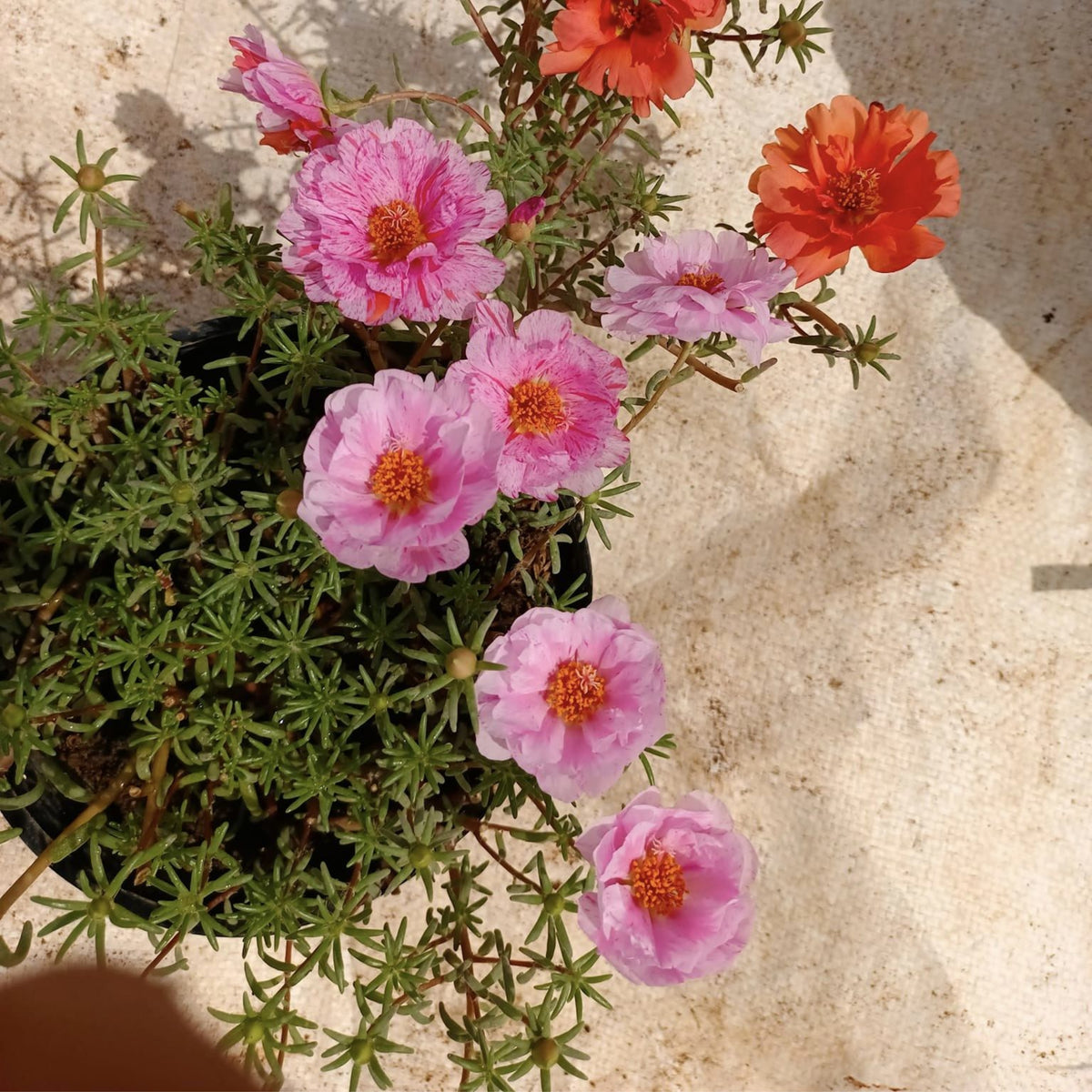 Moss Rose Seeds - Peppermint Seeds, Portulaca Seeds, 30 seeds