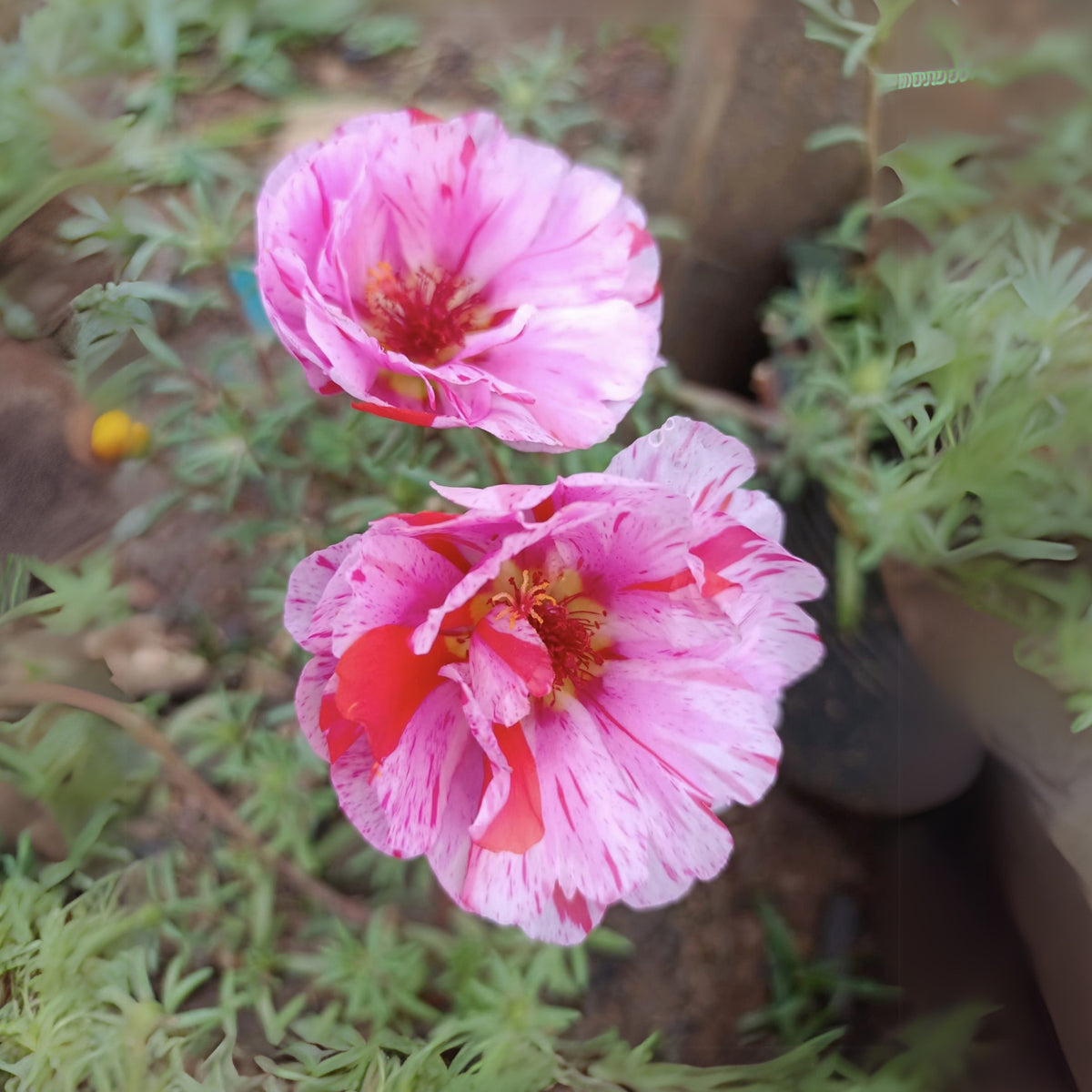 Moss Rose Seeds - Peppermint Seeds, Portulaca Seeds, 30 seeds