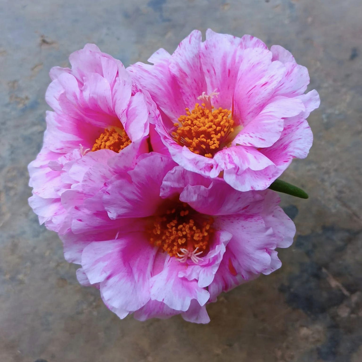Moss Rose Seeds - Peppermint Seeds, Portulaca Seeds, 30 seeds