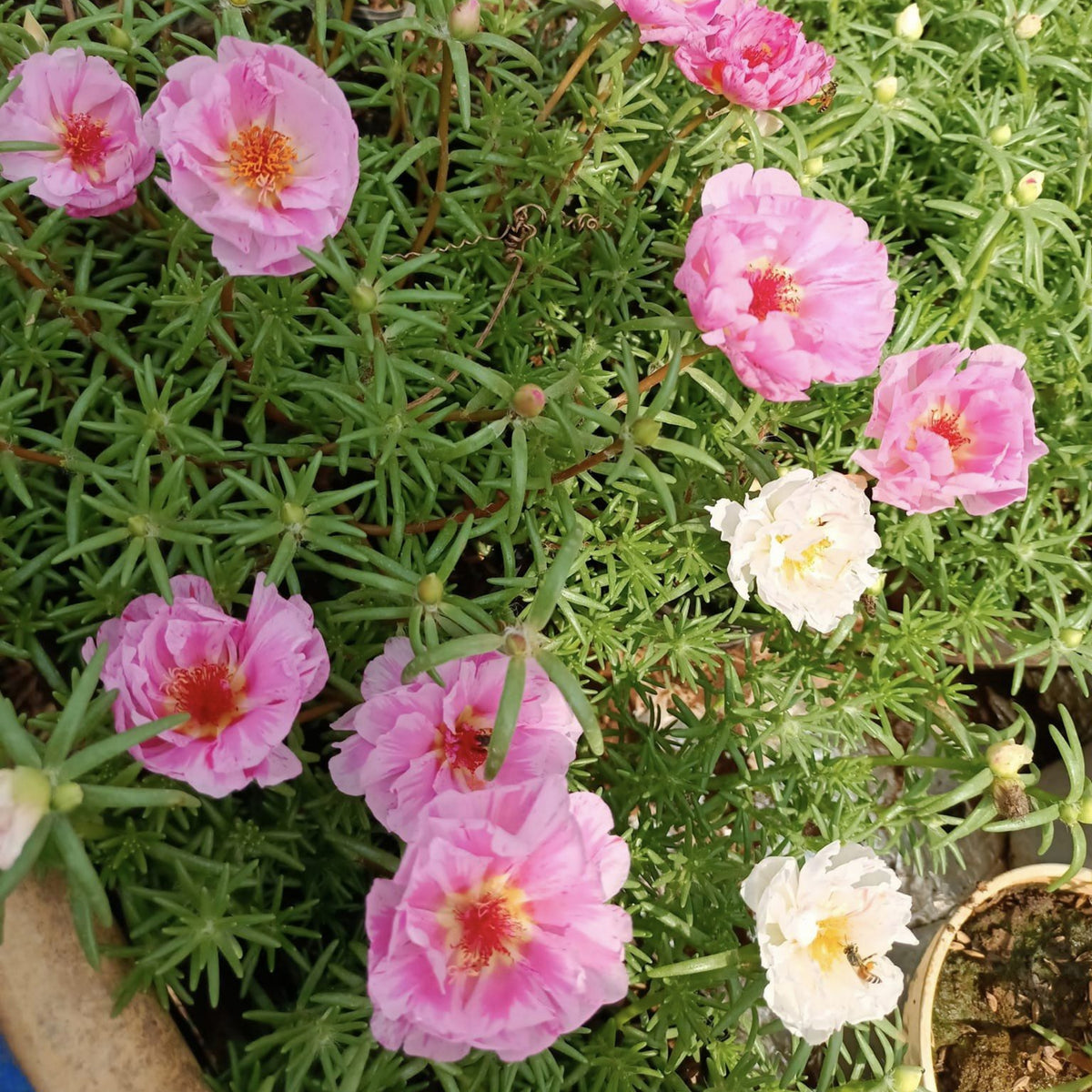 Moss Rose Seeds - Peppermint Seeds, Portulaca Seeds, 30 seeds