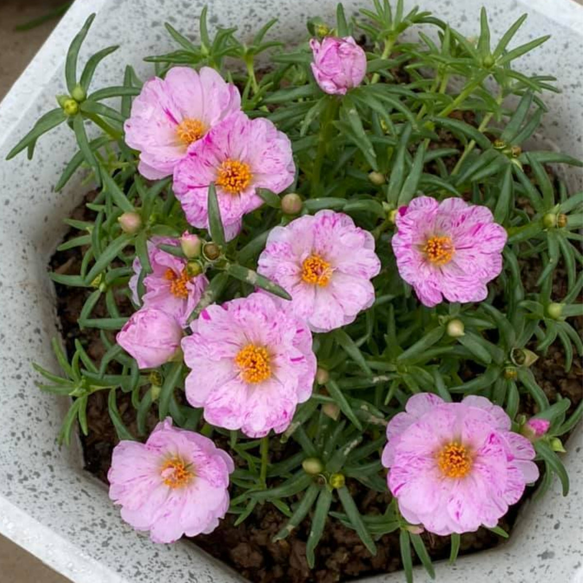 Moss Rose Seeds - Peppermint Seeds, Portulaca Seeds, 30 seeds