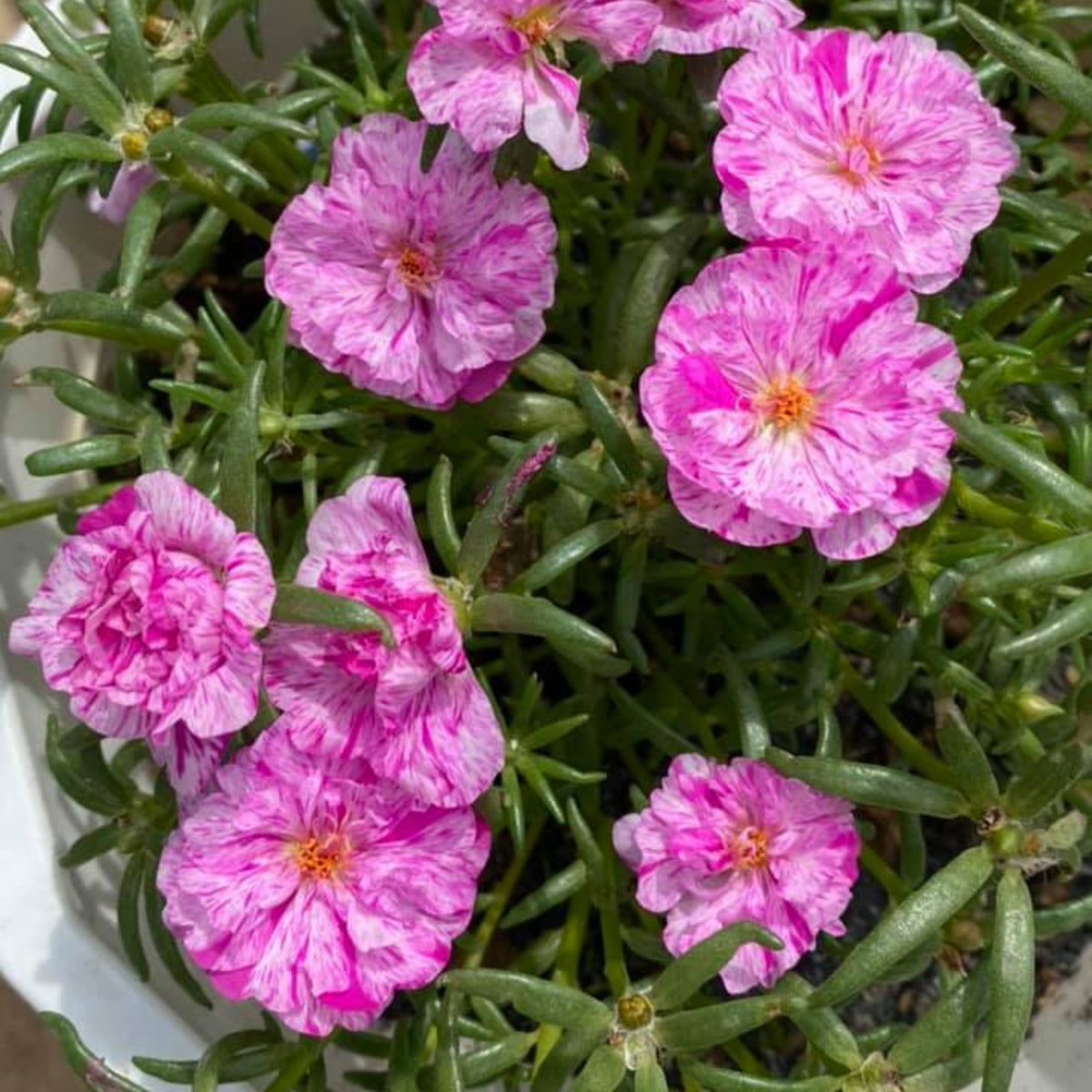 Moss Rose Seeds - Peppermint Seeds, Portulaca Seeds, 30 seeds