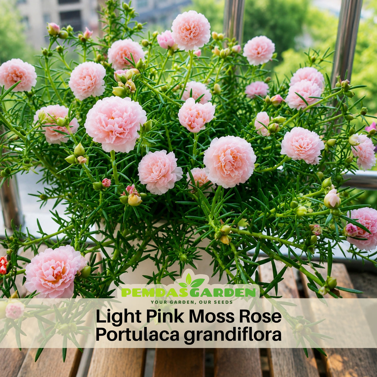 30-Light Pink Moss Rose (Portulaca Grandiflora)-8180 Seeds