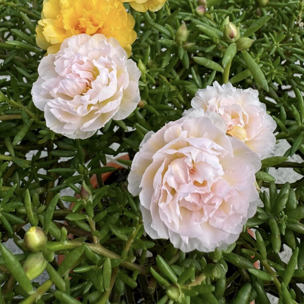 30-Light Pink Moss Rose (Portulaca Grandiflora)-8180 Seeds