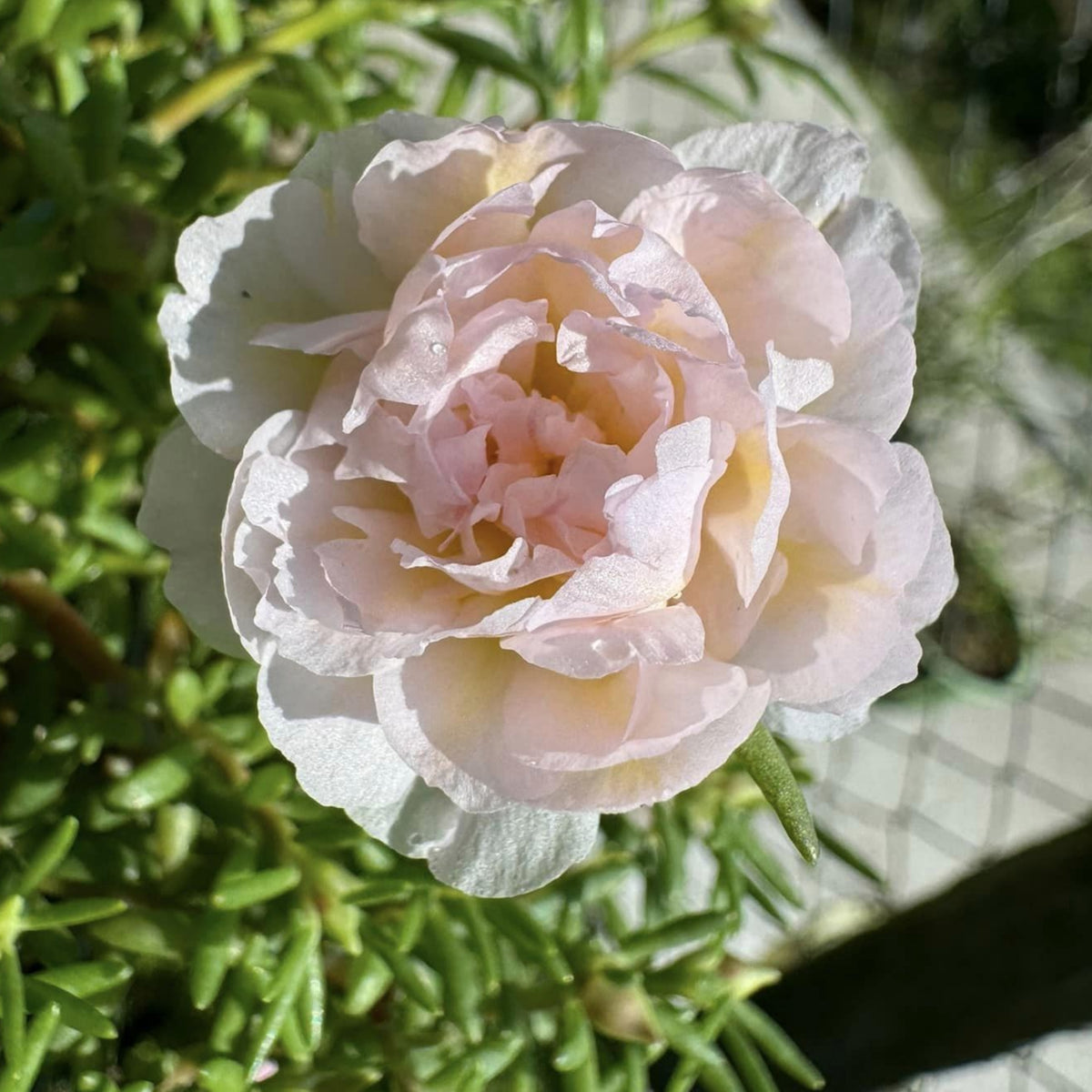 30-Light Pink Moss Rose (Portulaca Grandiflora)-8180 Seeds