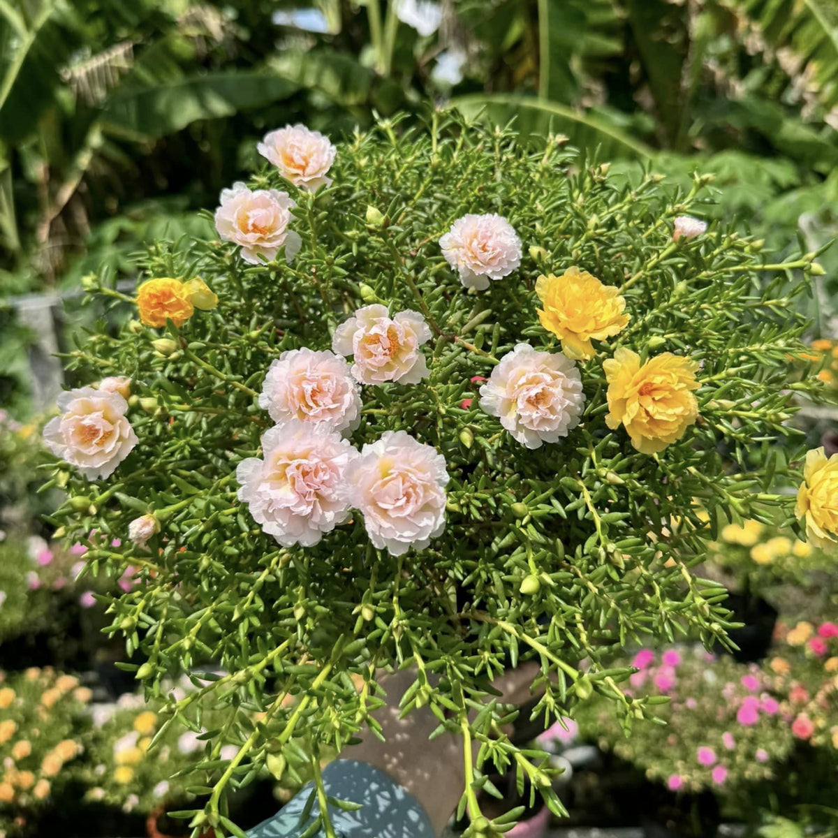 30-Light Pink Moss Rose (Portulaca Grandiflora)-8180 Seeds