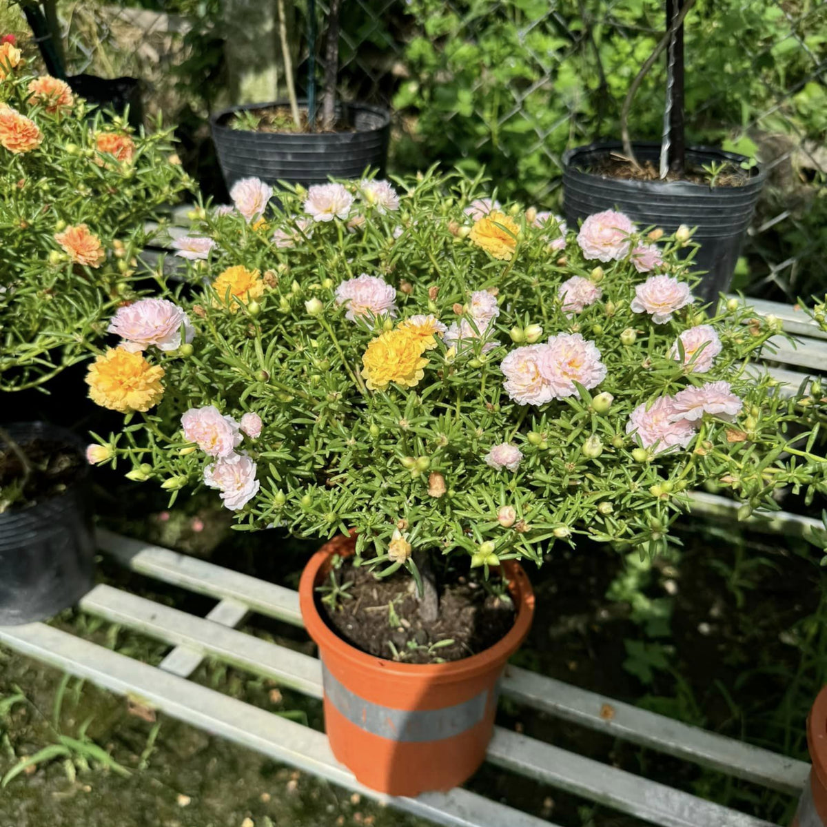 30-Light Pink Moss Rose (Portulaca Grandiflora)-8180 Seeds