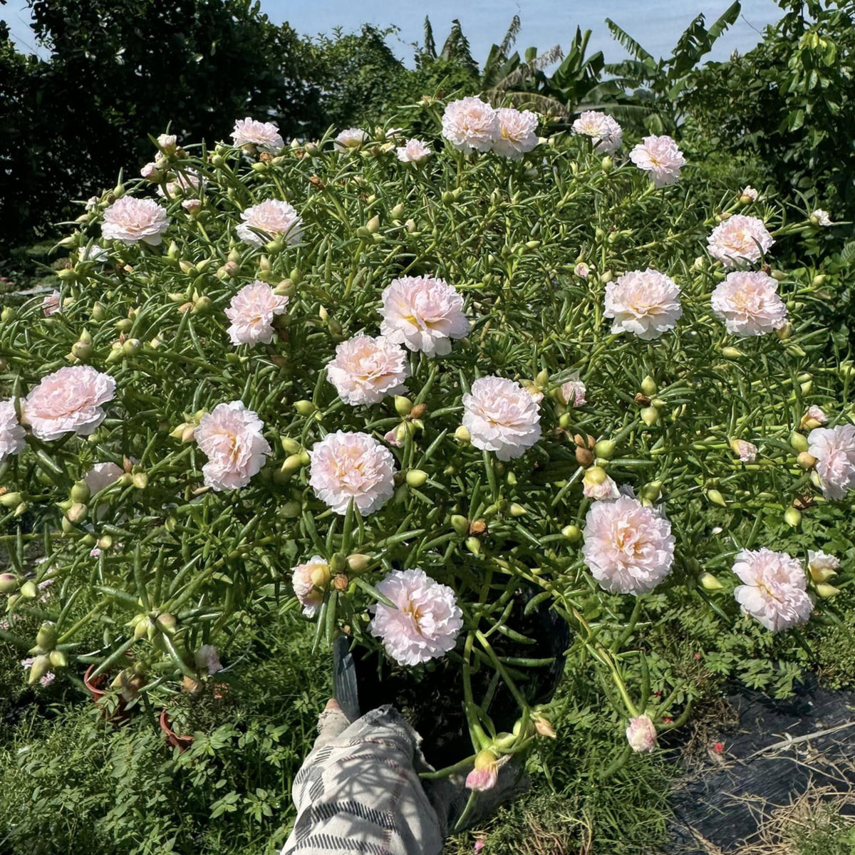 30-Light Pink Moss Rose (Portulaca Grandiflora)-8180 Seeds