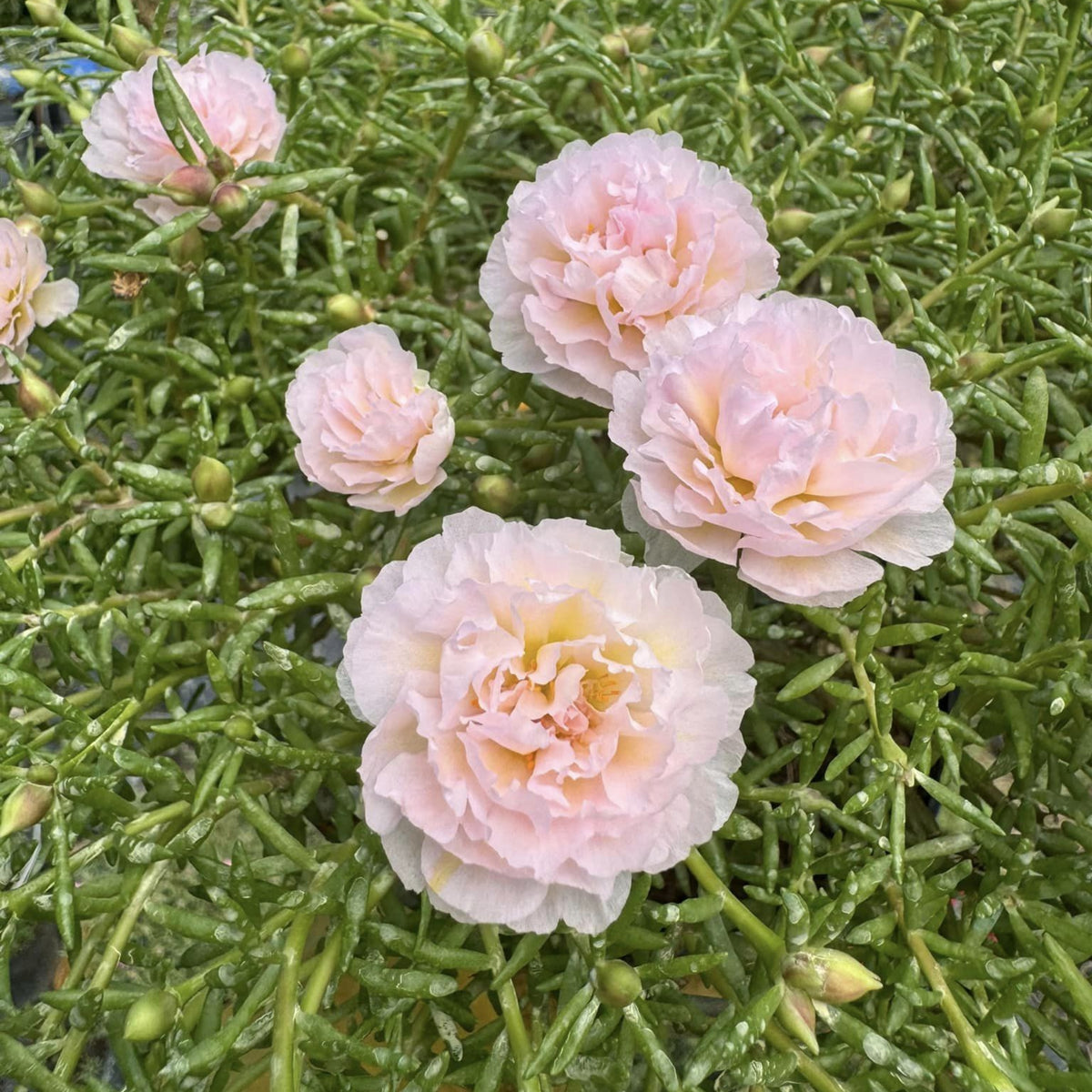 30-Light Pink Moss Rose (Portulaca Grandiflora)-8180 Seeds
