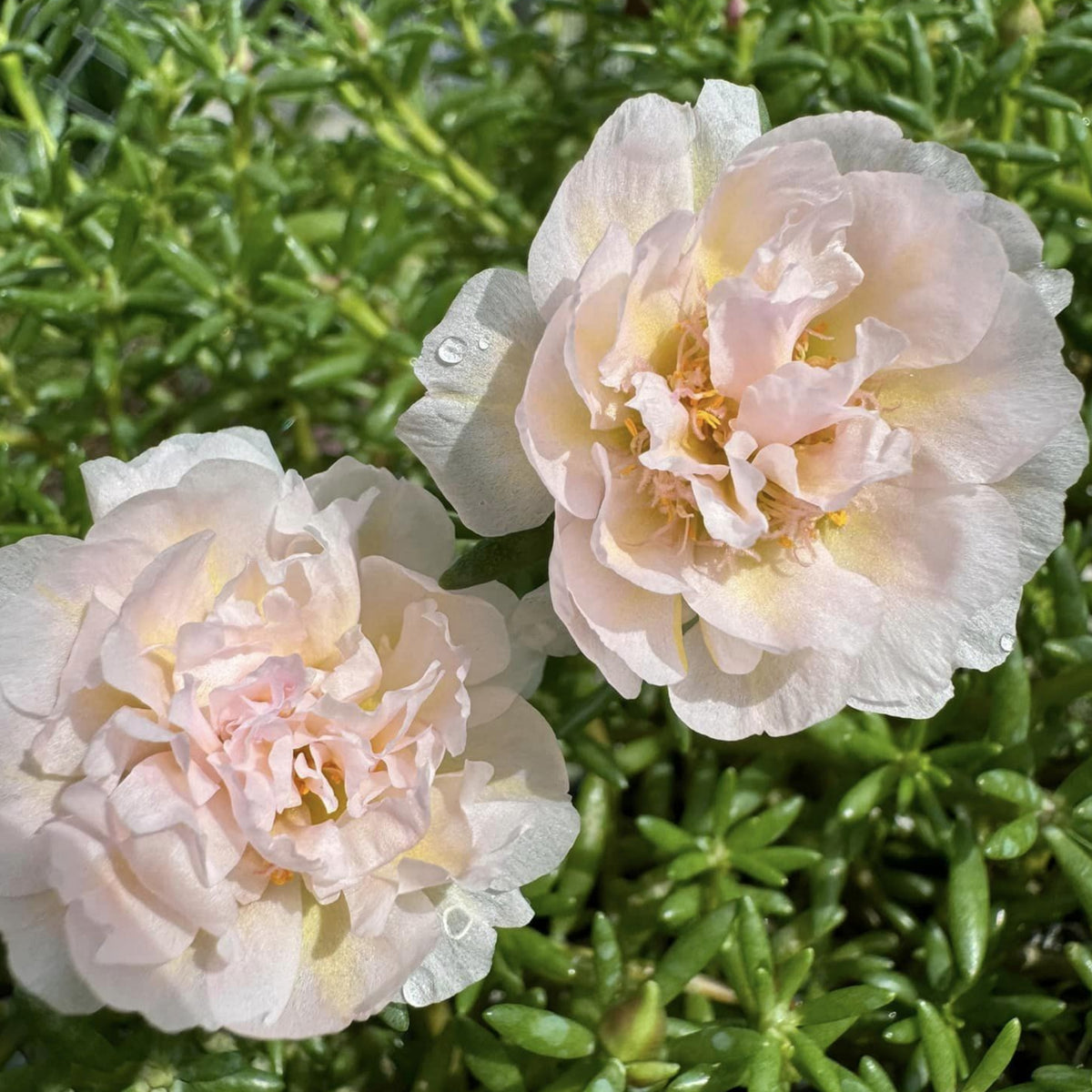 30-Light Pink Moss Rose (Portulaca Grandiflora)-8180 Seeds