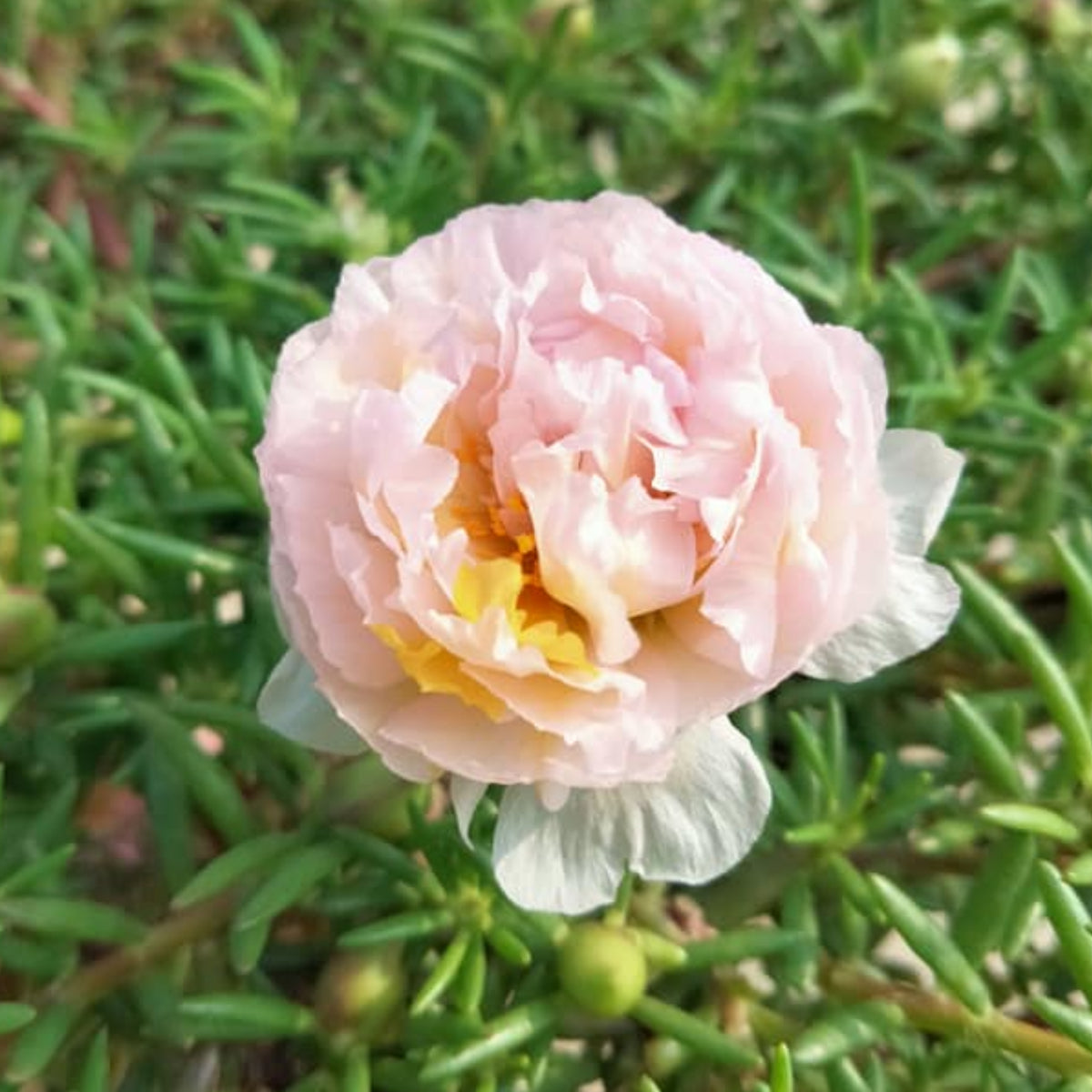30-Light Pink Moss Rose (Portulaca Grandiflora)-8180 Seeds